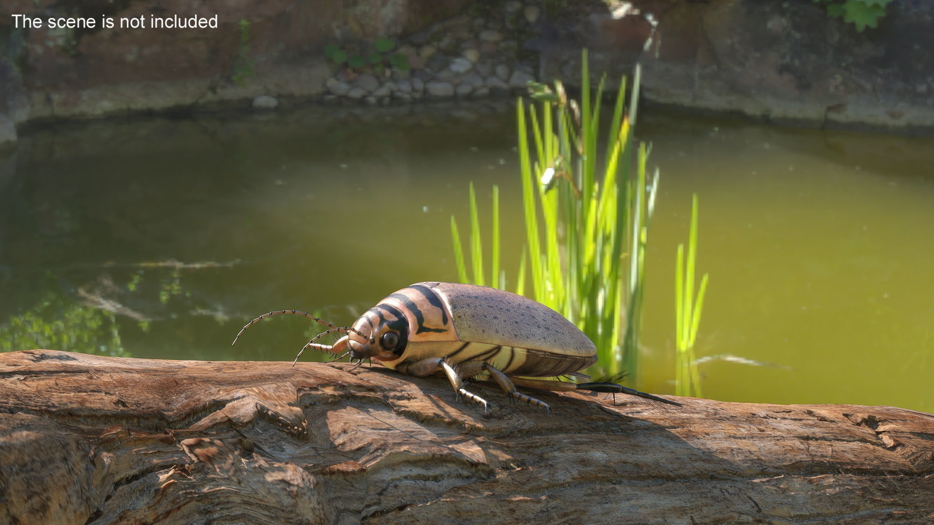 Insect Water Beetle Beige Realistic Rigged 3D model