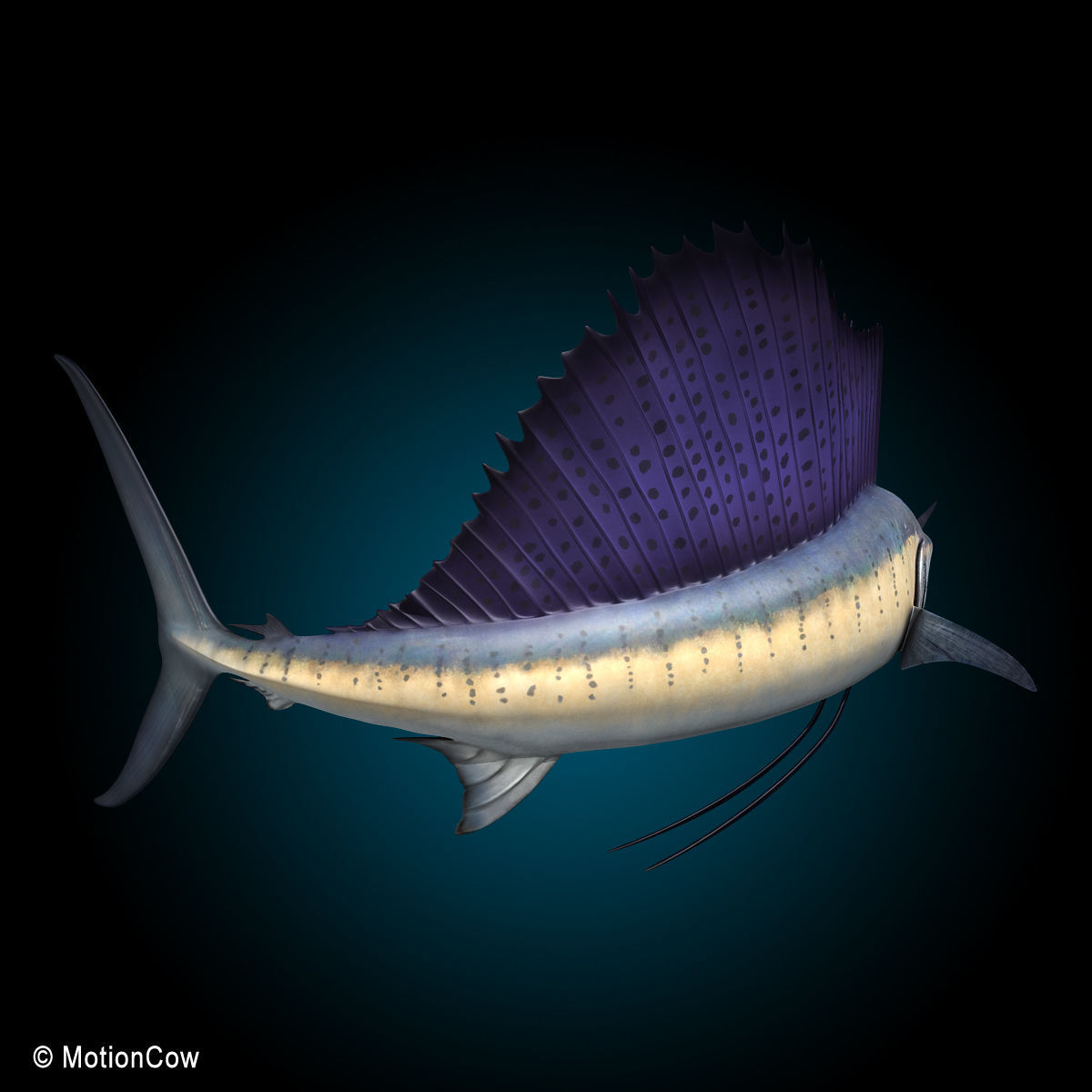Sailfish 3D model_6