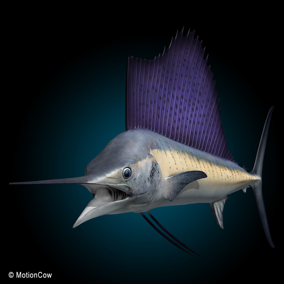 Sailfish 3D model_11