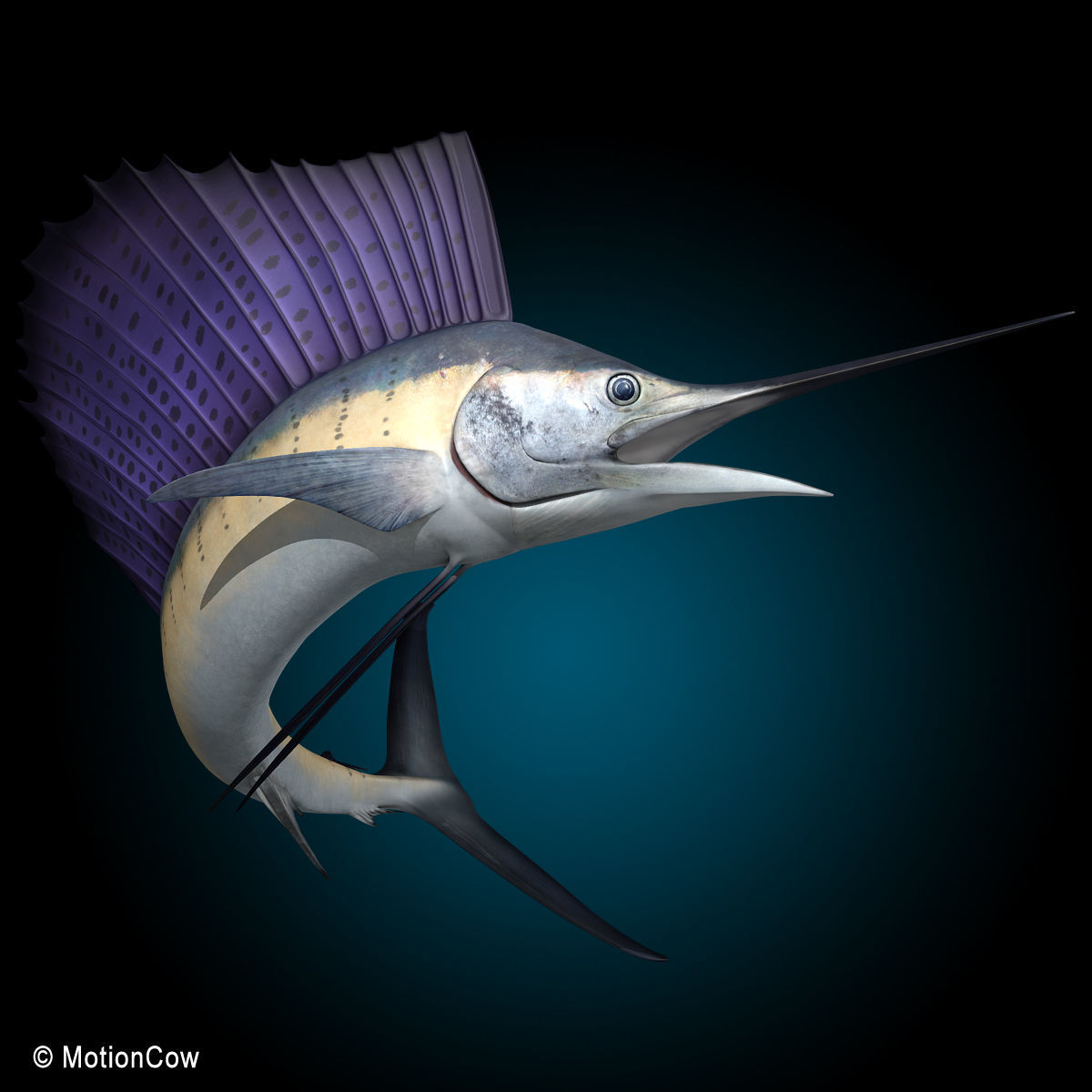 Sailfish 3D model_5