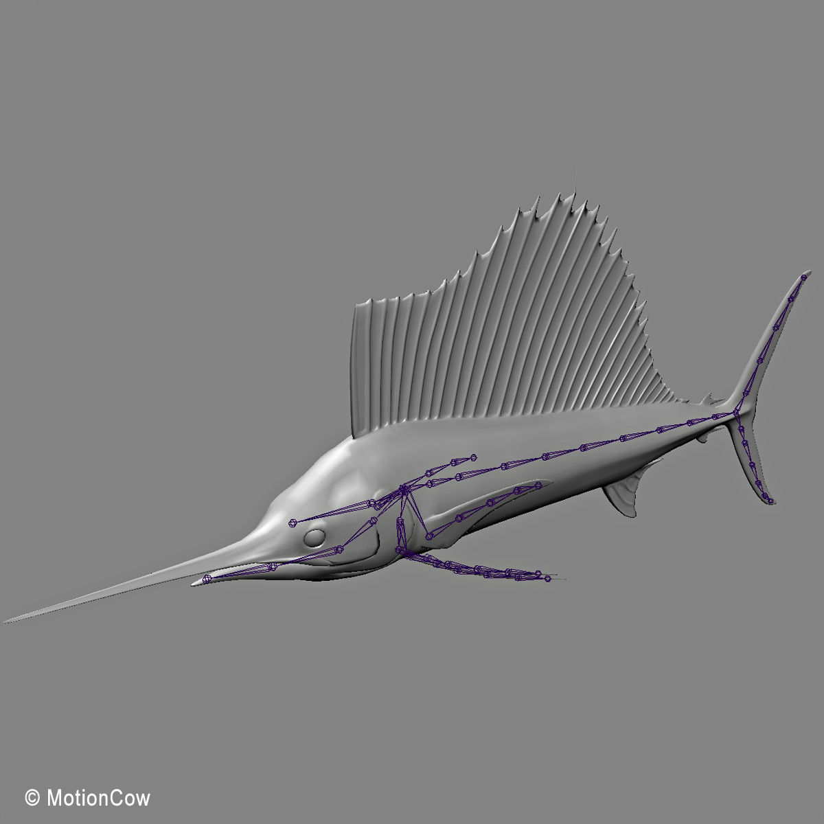 Sailfish 3D model_12
