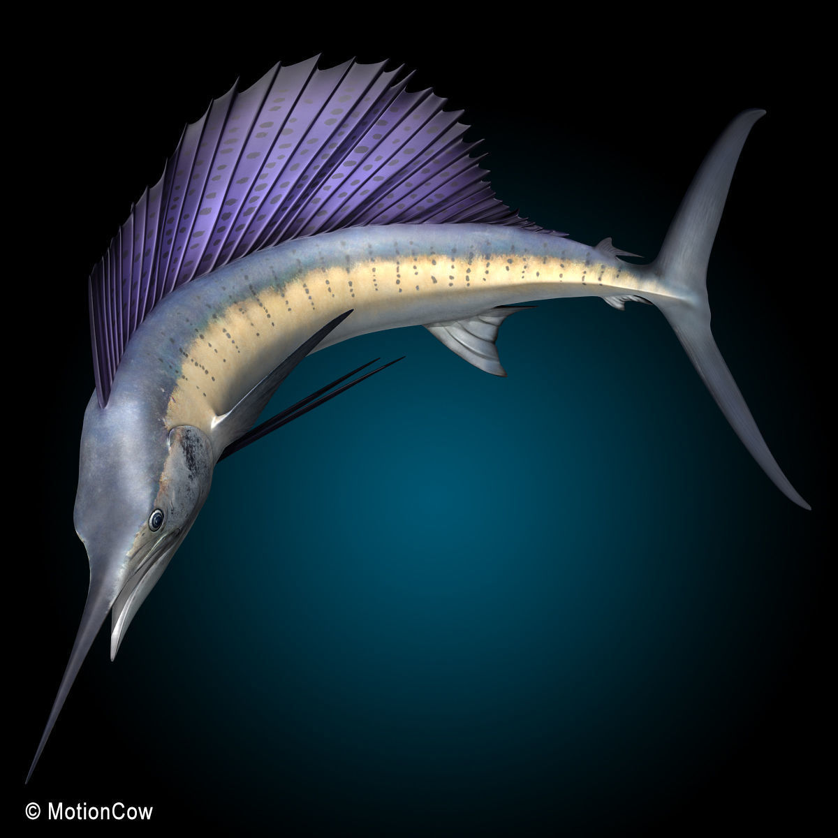 Sailfish 3D model_9