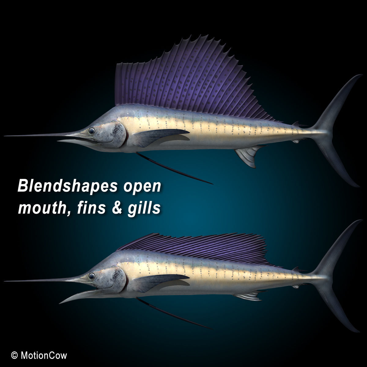 Sailfish 3D model_10