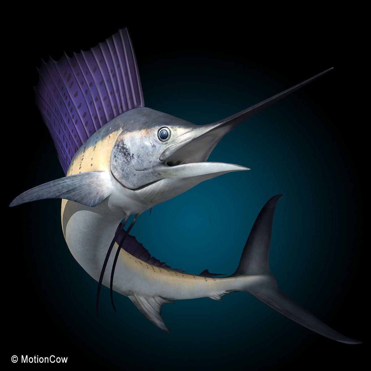 Sailfish 3D model_1