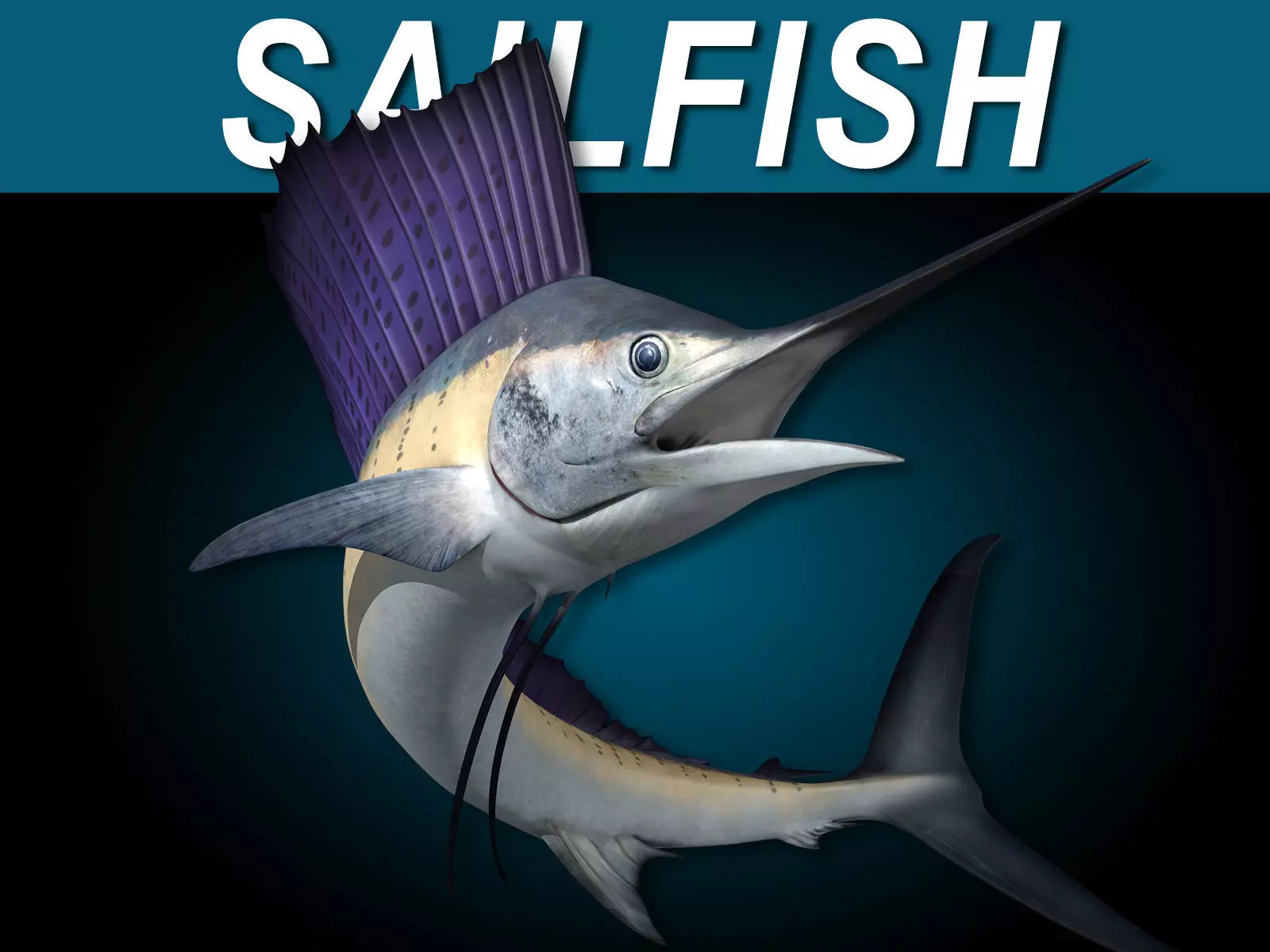 Sailfish 3D model_0