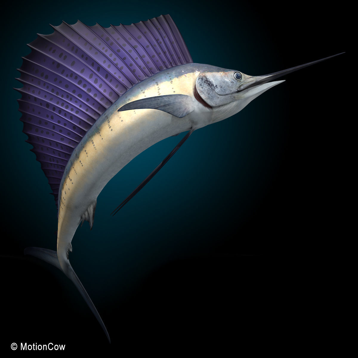 Sailfish 3D model_7