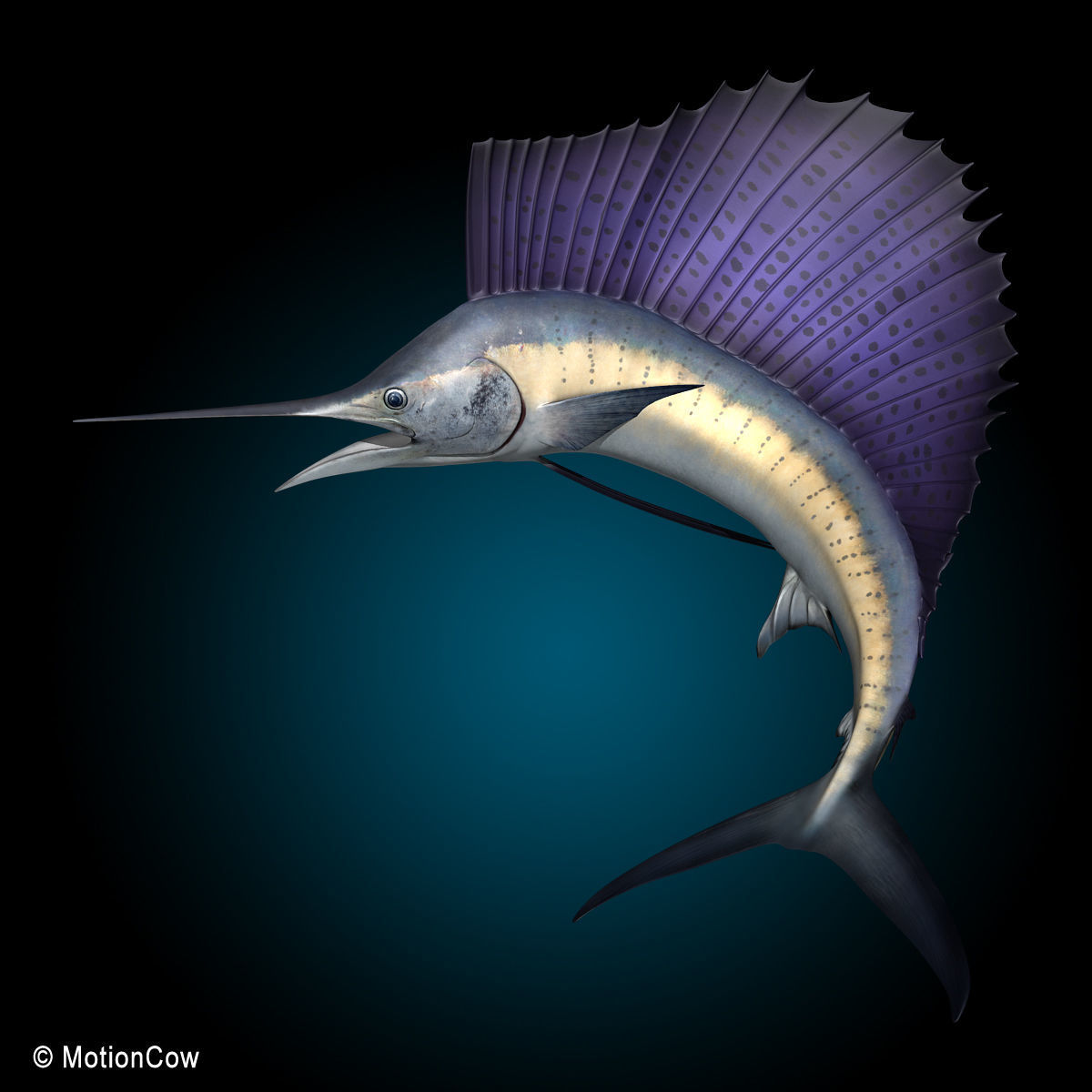 Sailfish 3D model_4