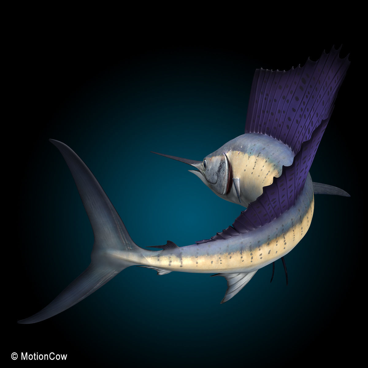 Sailfish 3D model_3
