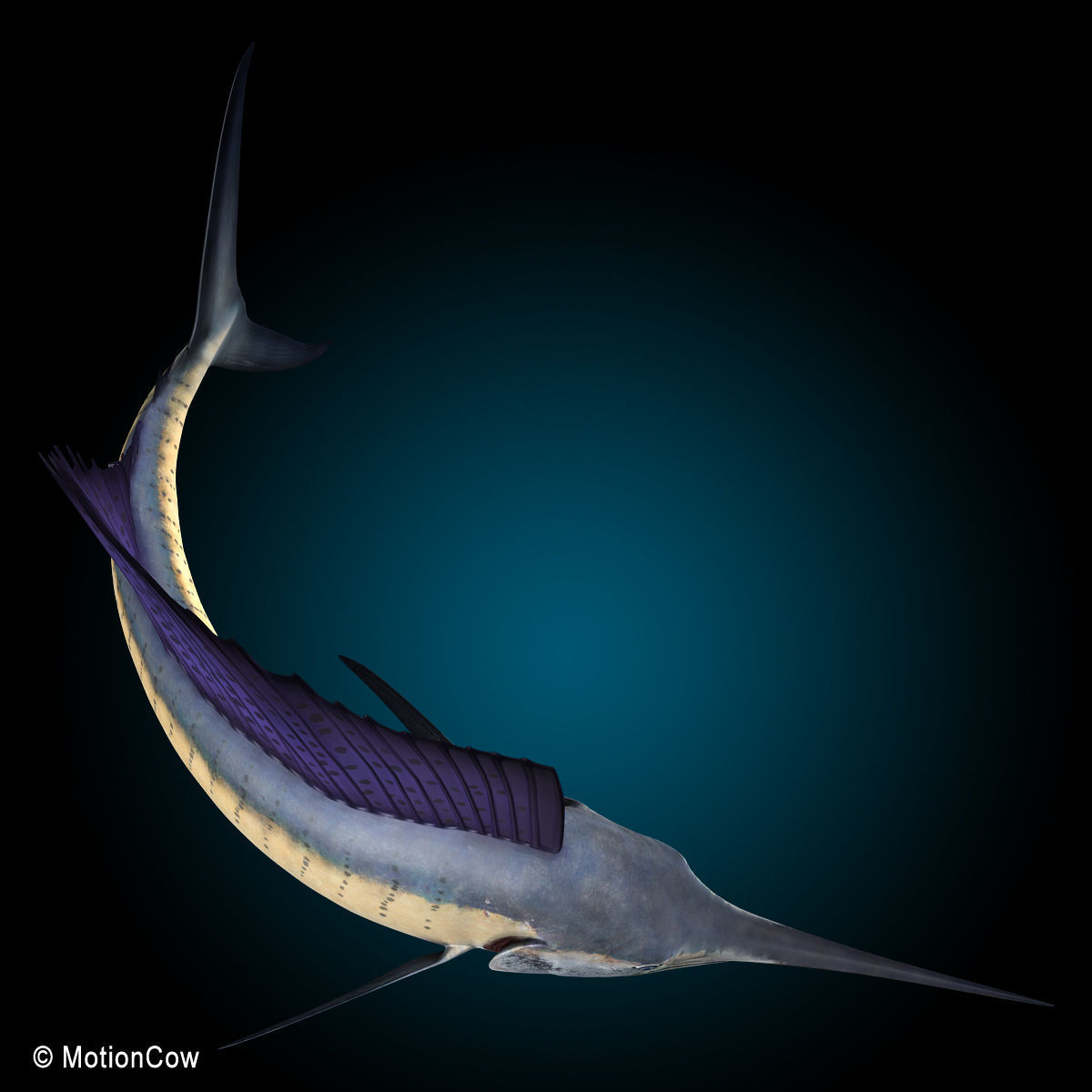 Sailfish 3D model_8