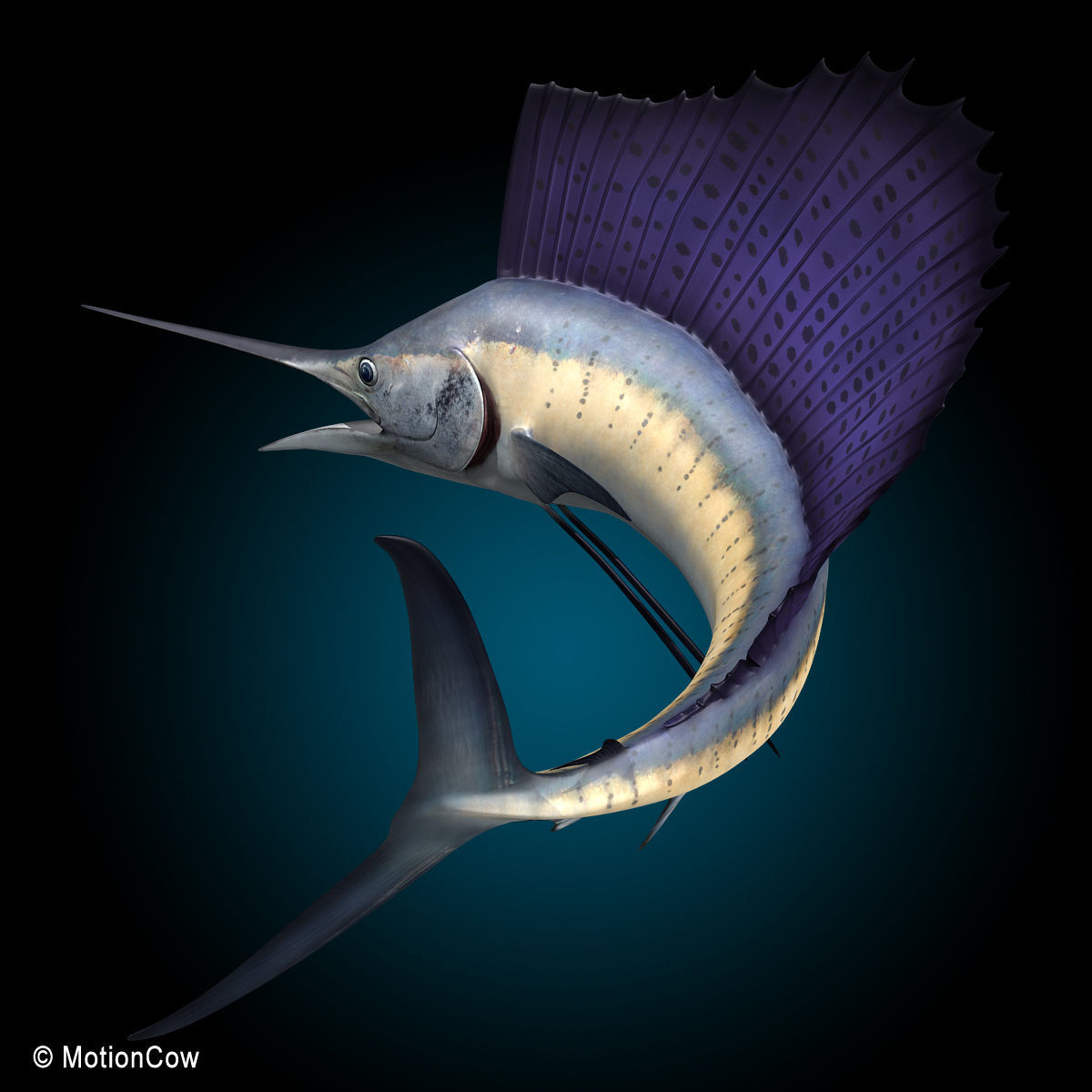 Sailfish 3D model_2