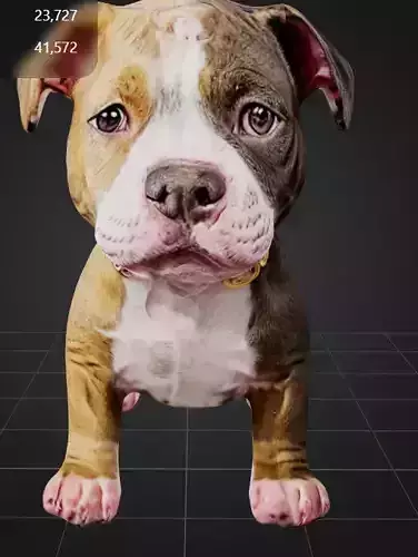 Pitbull Puppy HQ