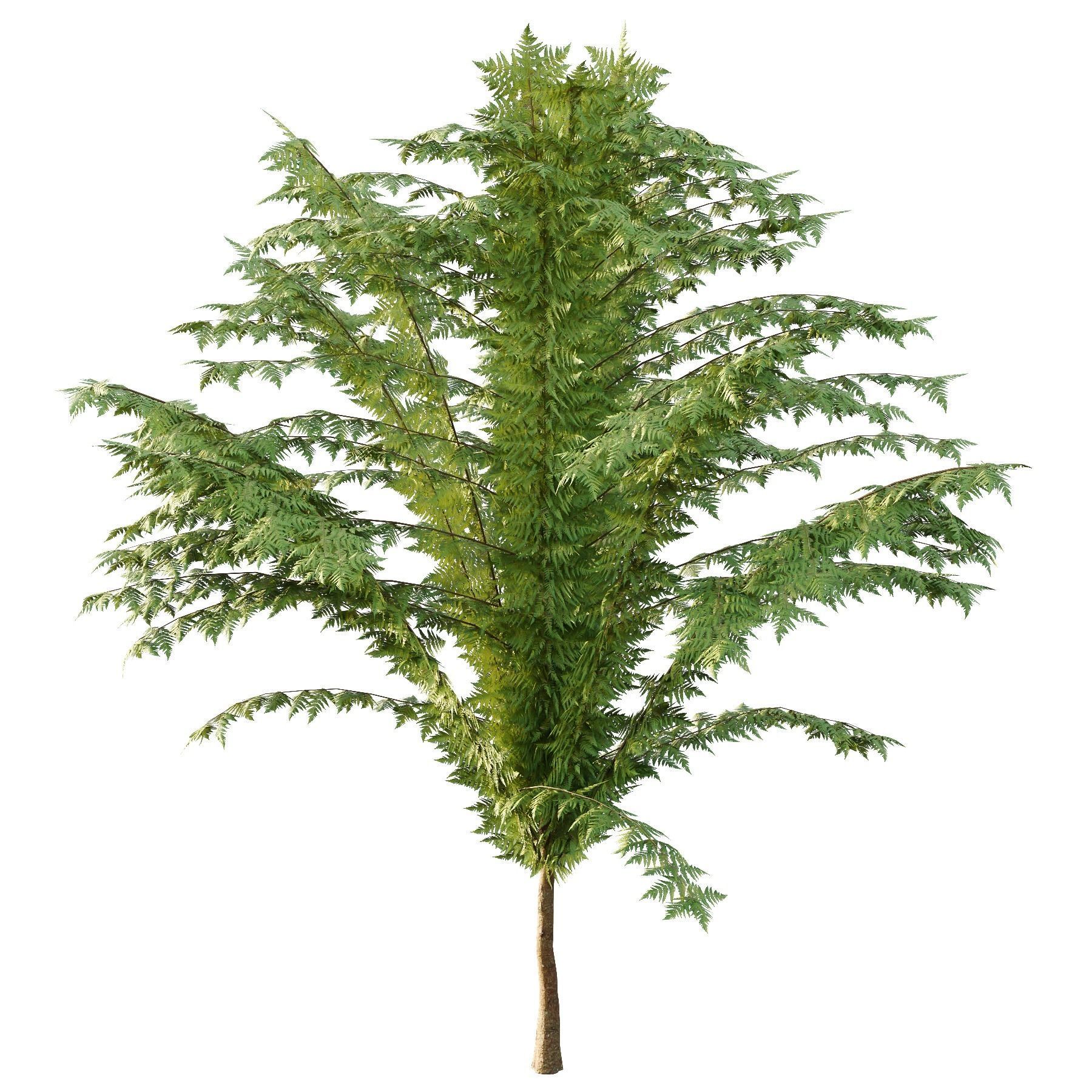 Cypress Bush 04 3D model_3