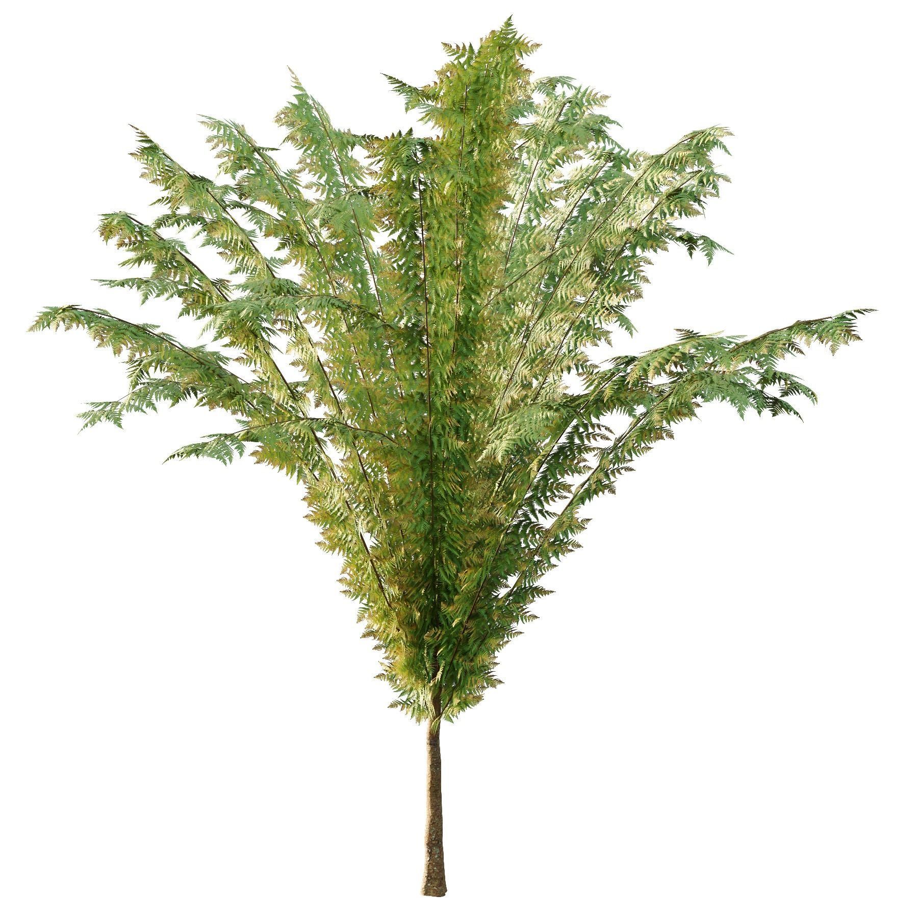 Cypress Bush 04 3D model_2