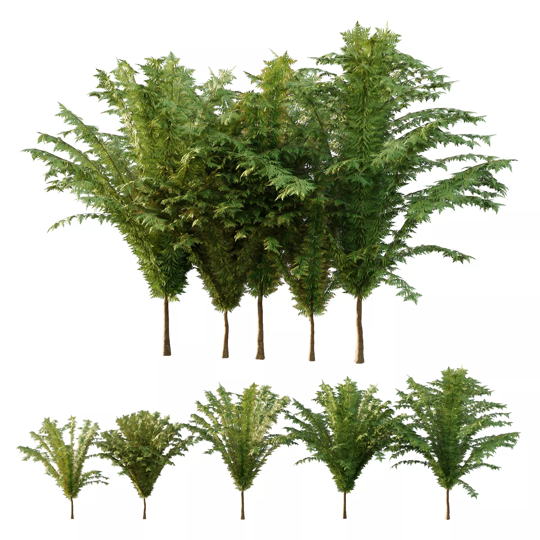 Cypress Bush 04 3D model_0