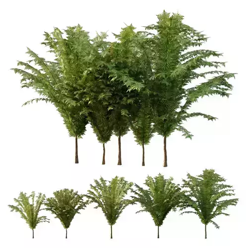 Cypress Bush 04 3D model