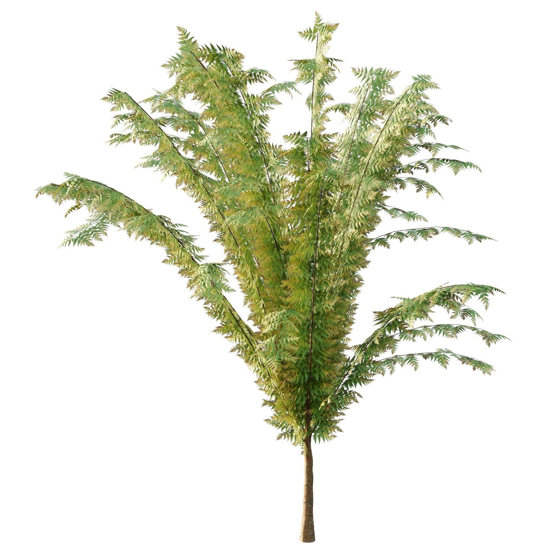 Cypress Bush 04 3D model_5