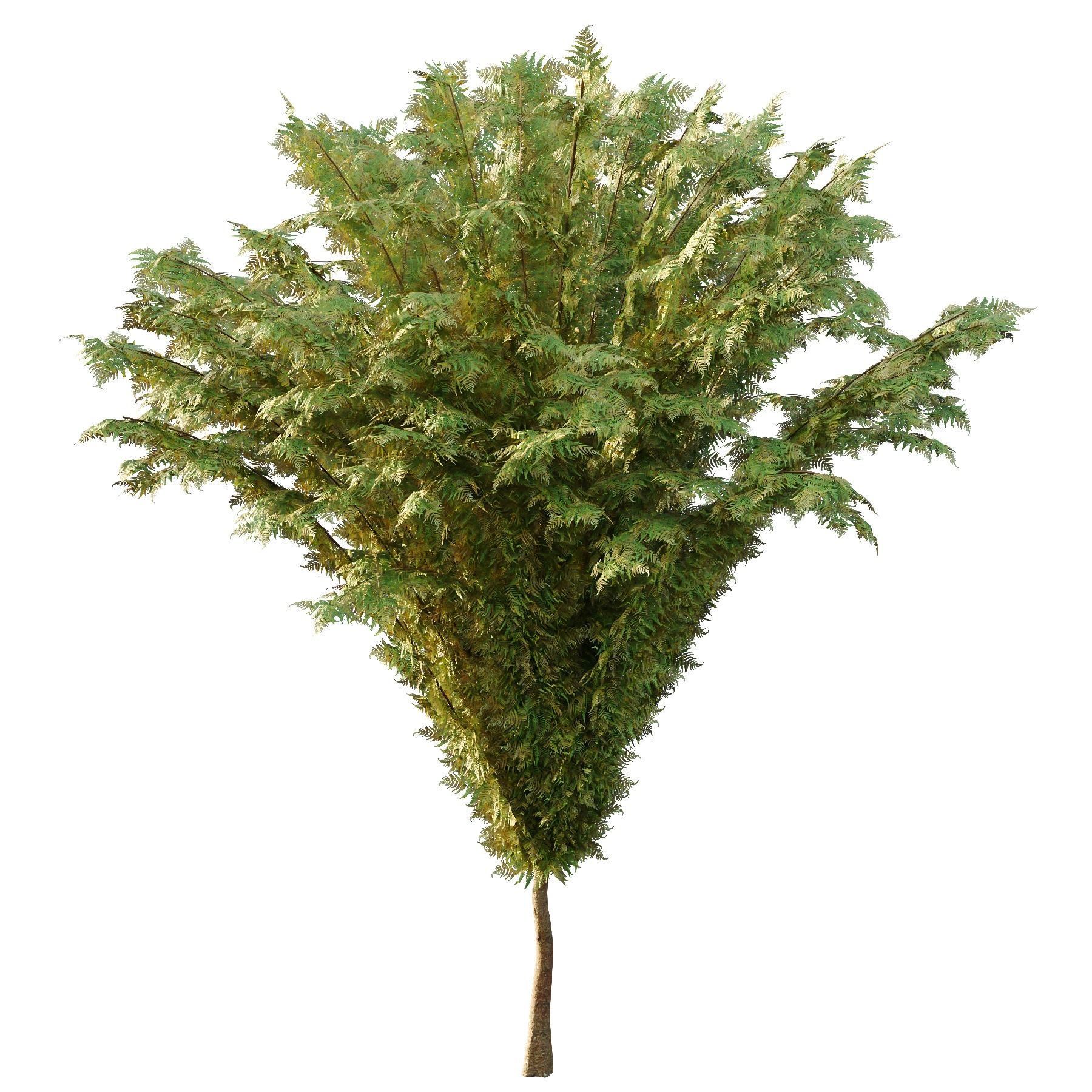 Cypress Bush 04 3D model_4