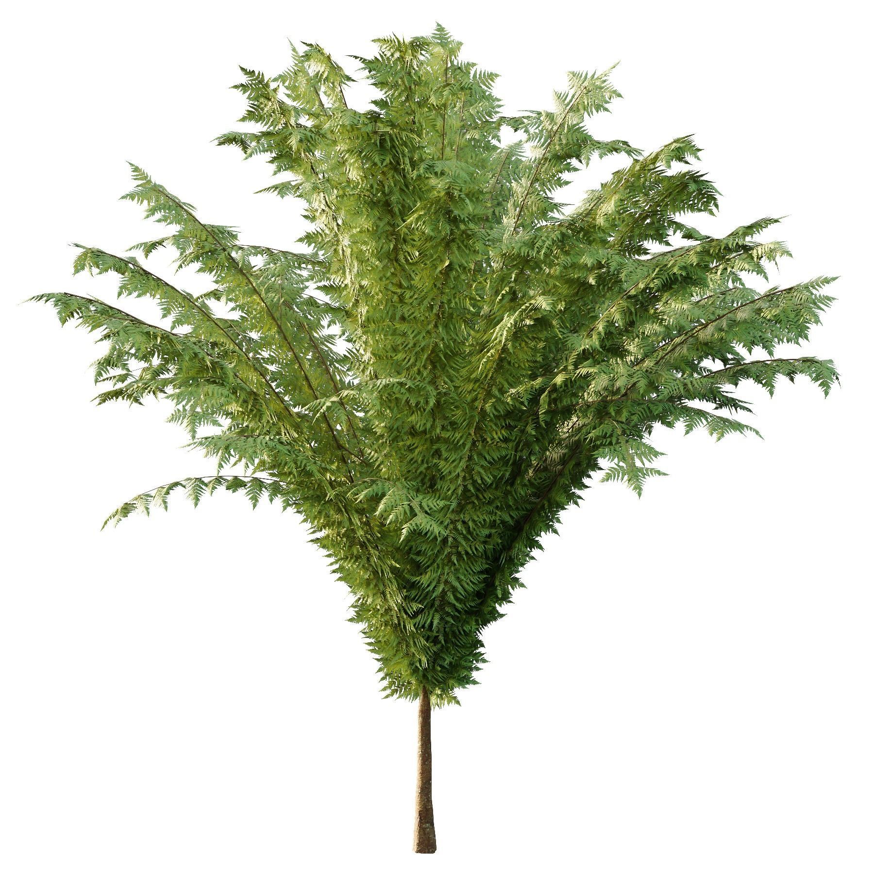 Cypress Bush 04 3D model_1