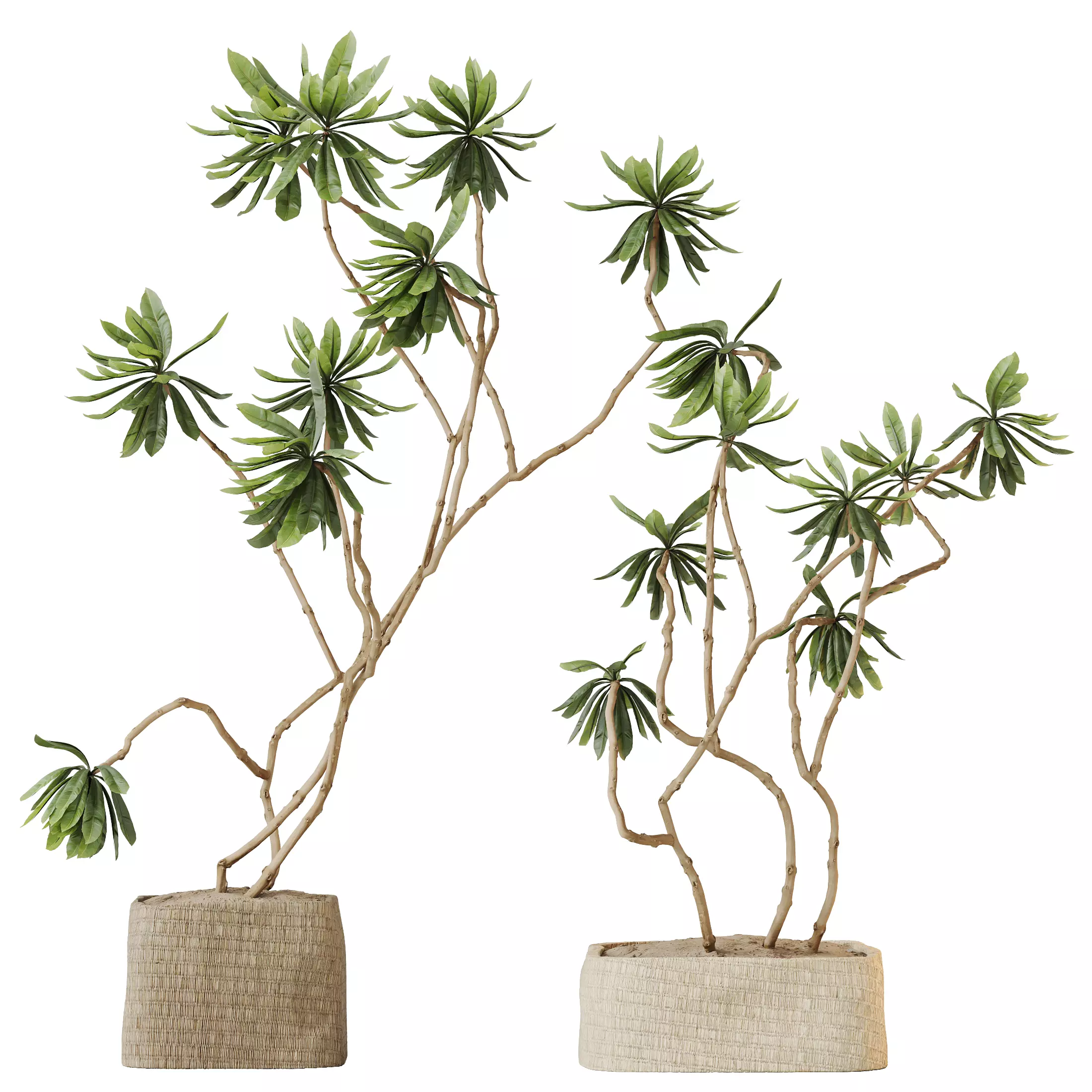 HousePlants Decorative Ficus Cyathistipula African Fig03 3D model | CGTrader