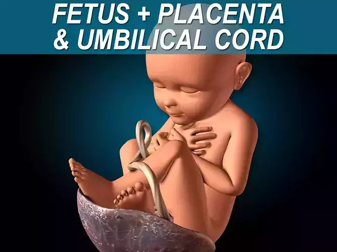 Fetus 3D model