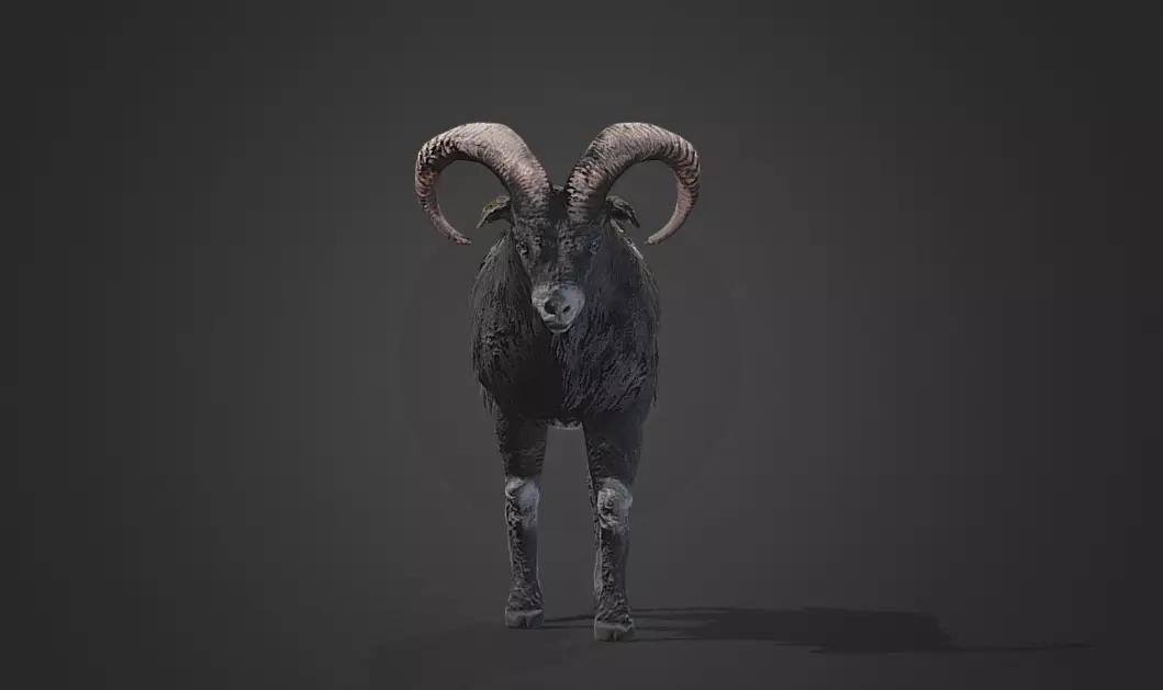 Ovis Game ready Low-poly 3D model