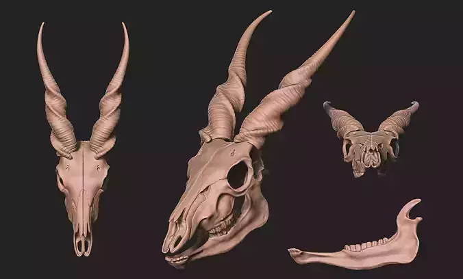 Taurotragus Oryx Skull