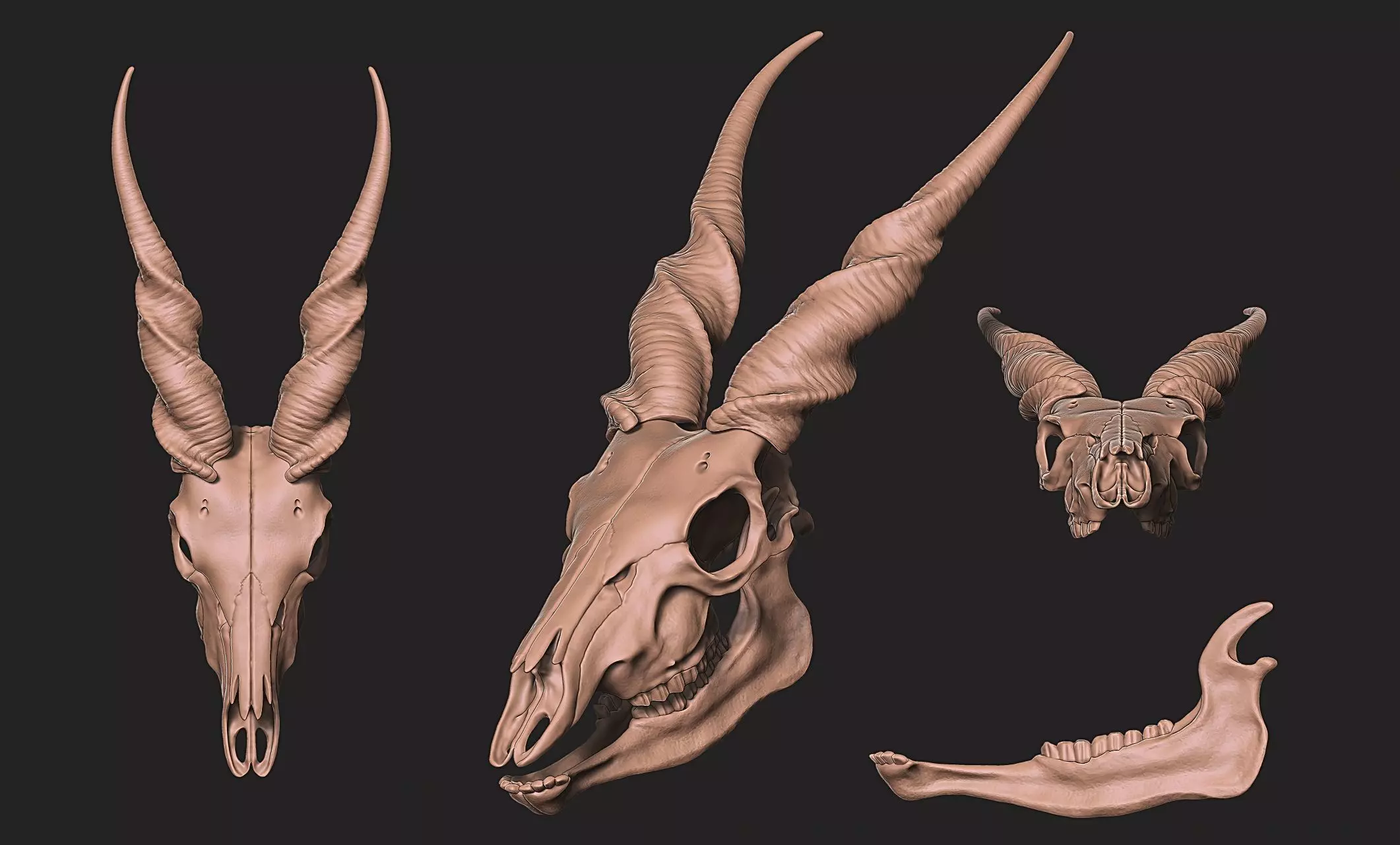 Taurotragus Oryx Skull 3D print model