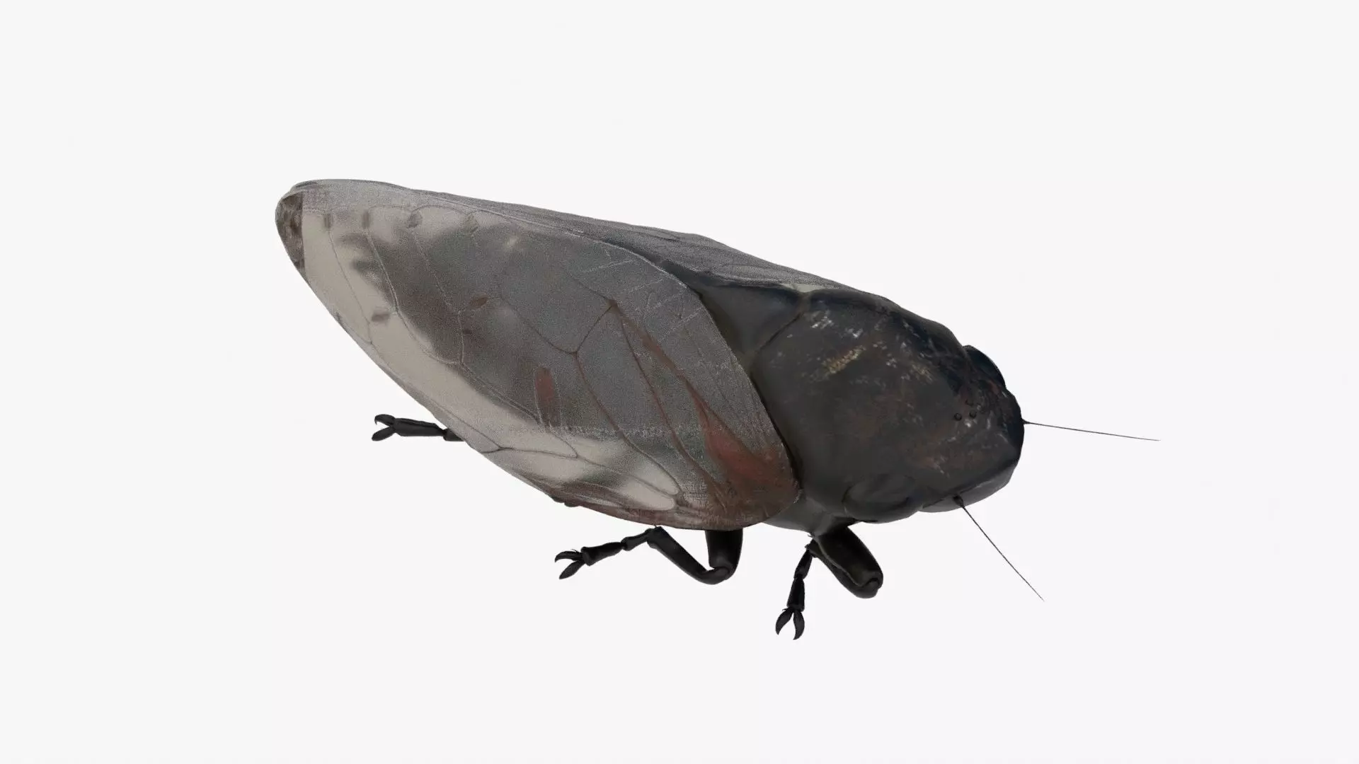 Cicada Low-poly 3D model