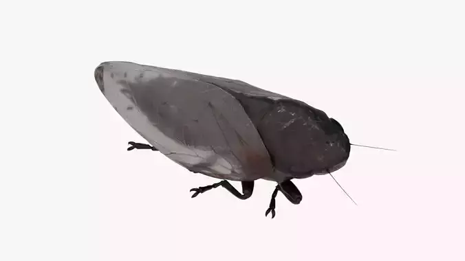 Cicada Low-poly 3D model