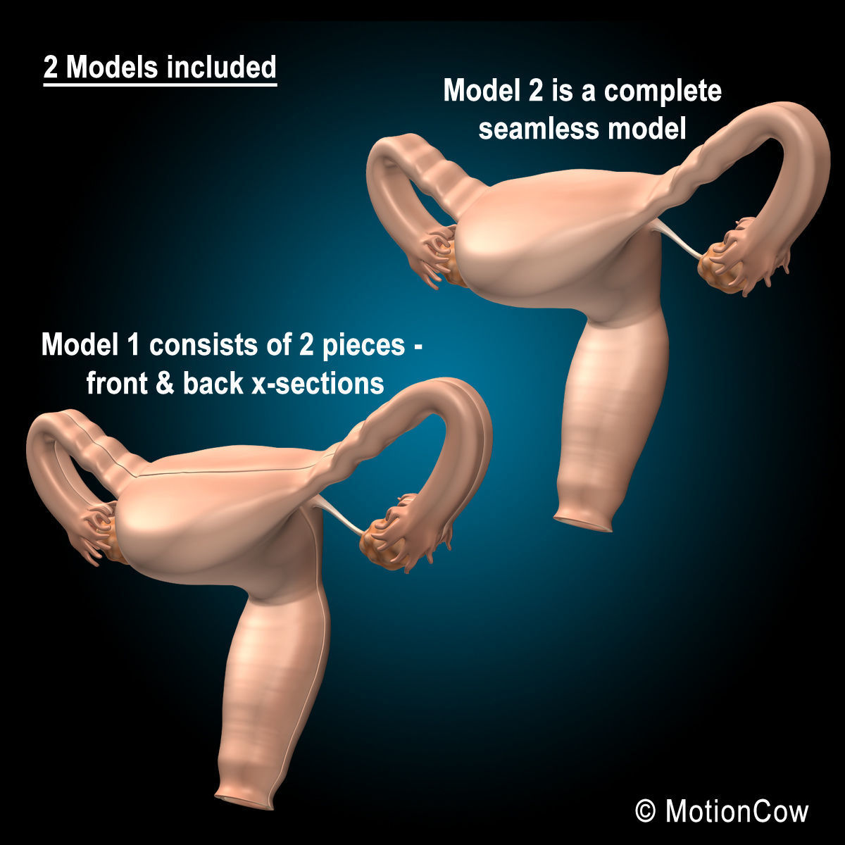 Uterus X-Section 3D model_7