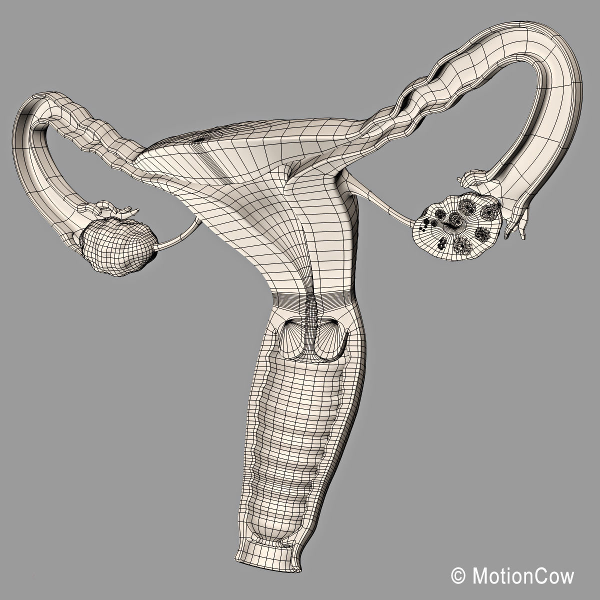 Uterus X-Section 3D model_15
