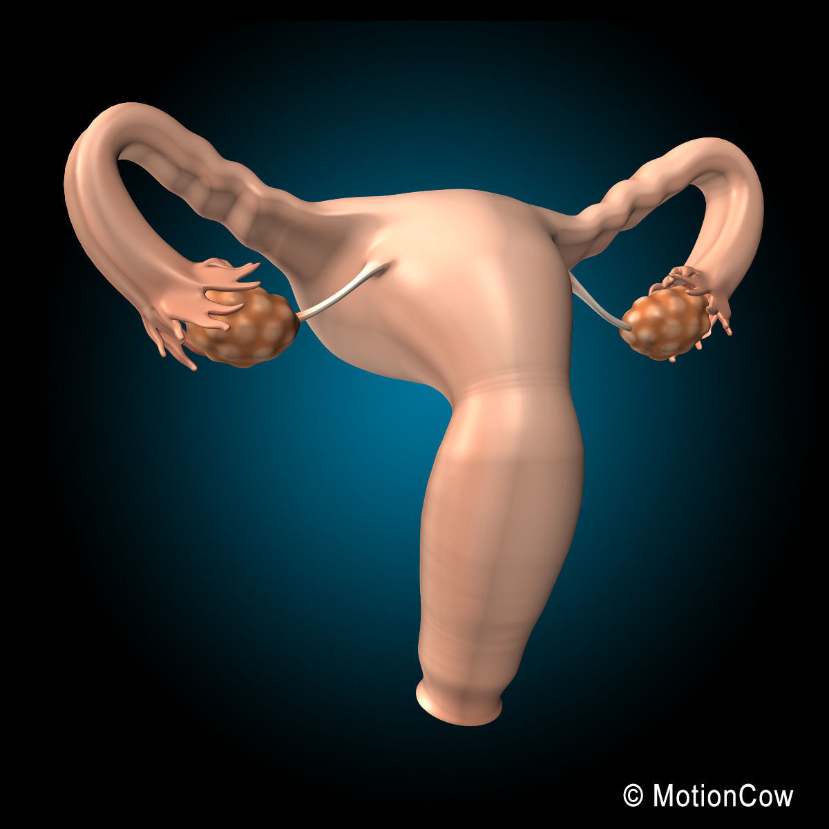 Uterus X-Section 3D model_12