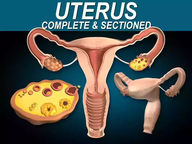 Uterus X-Section