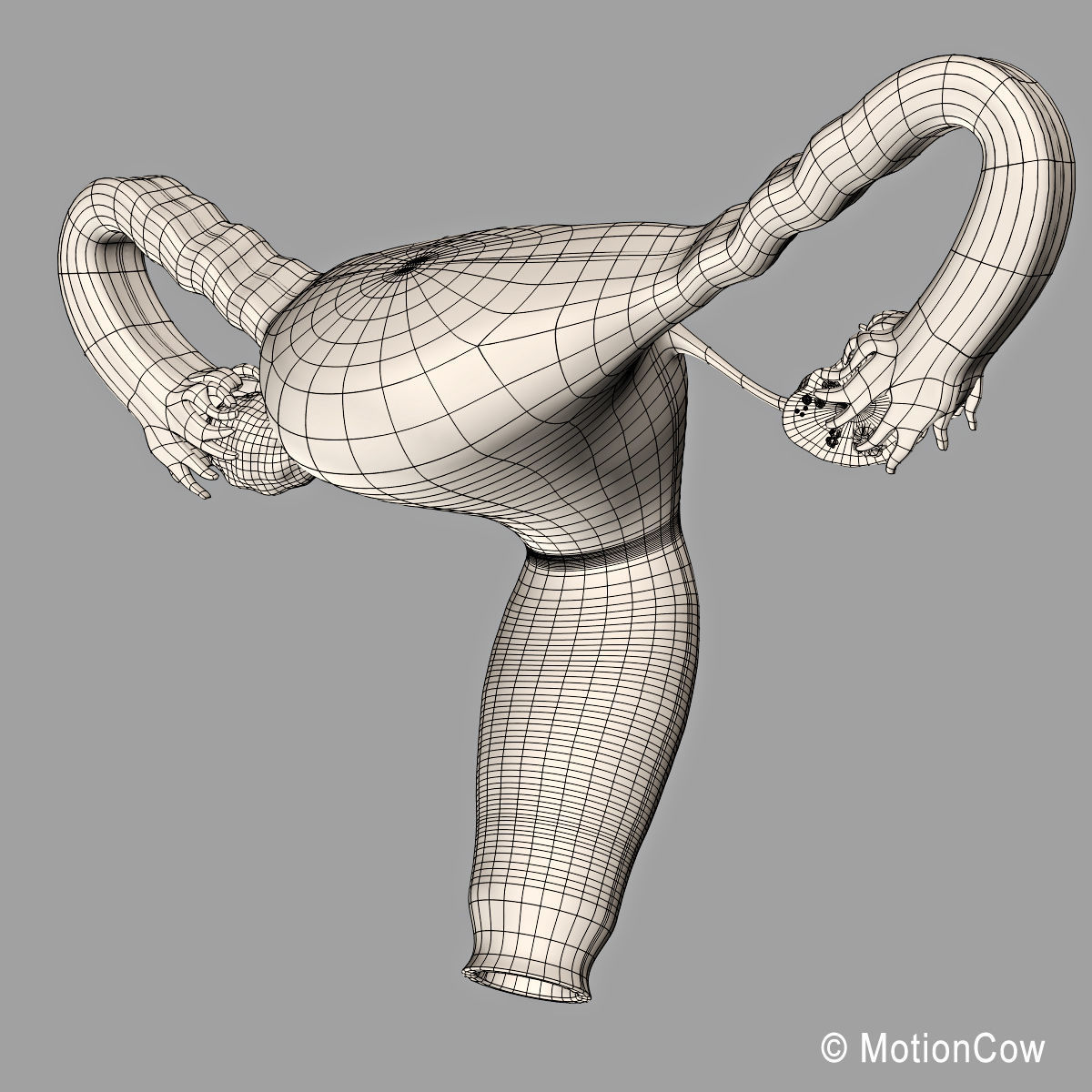 Uterus X-Section 3D model_16