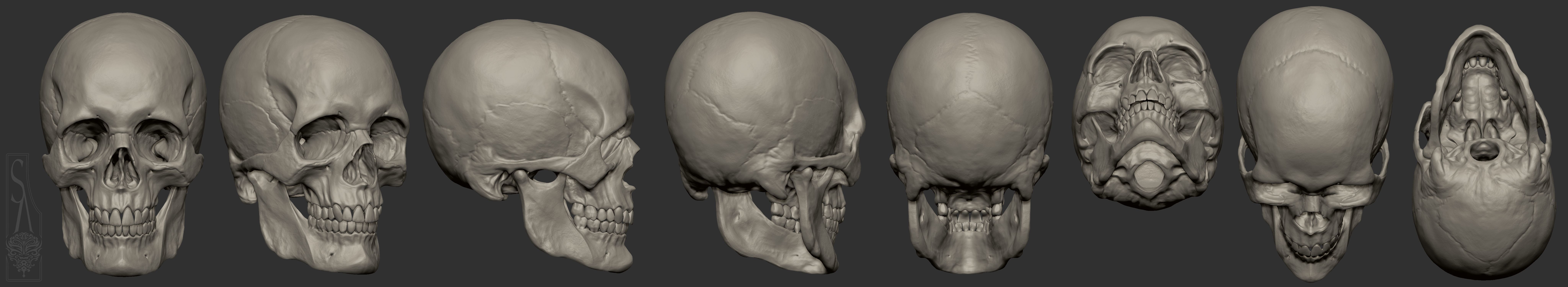 Male skull 3D print model_4