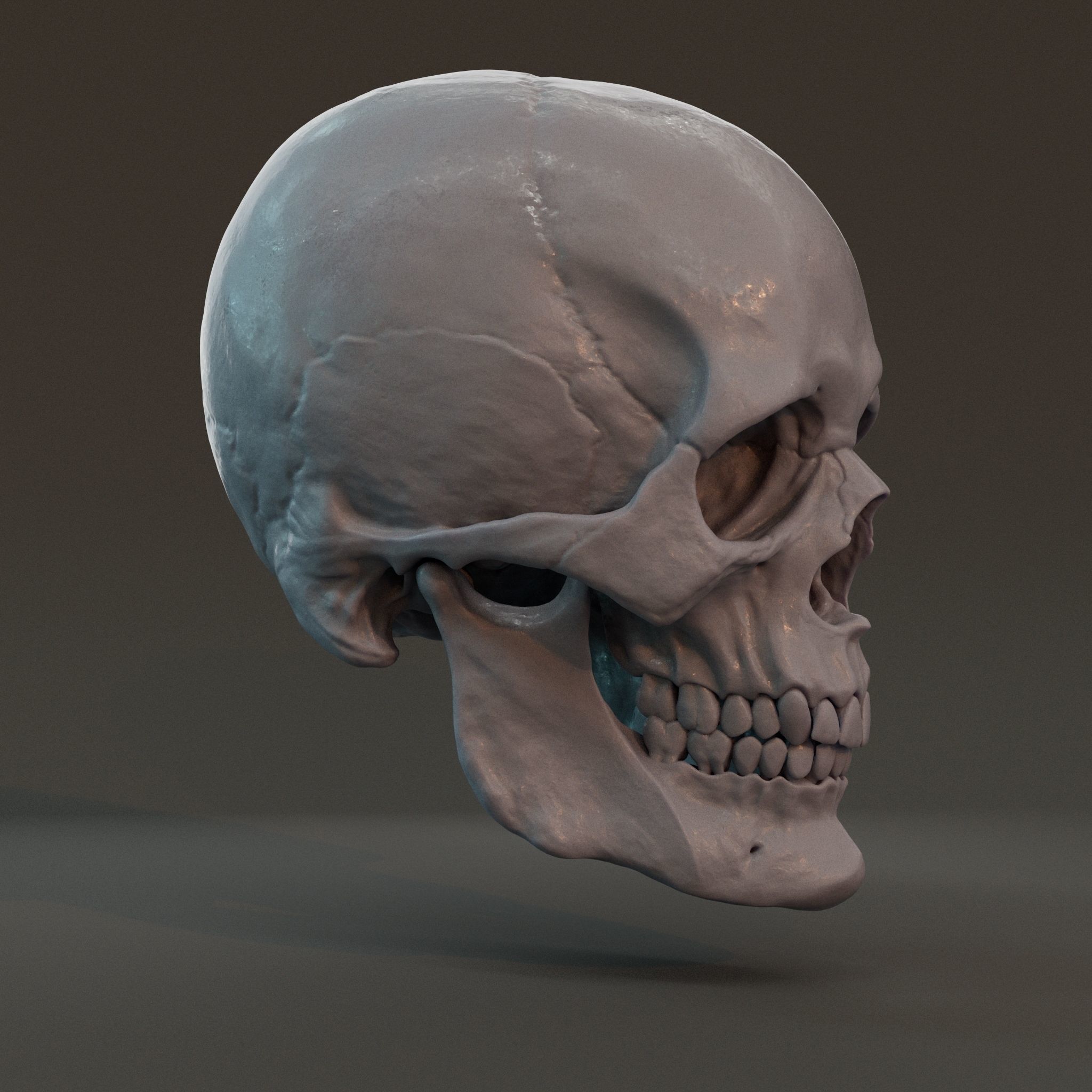 Male skull 3D print model_2