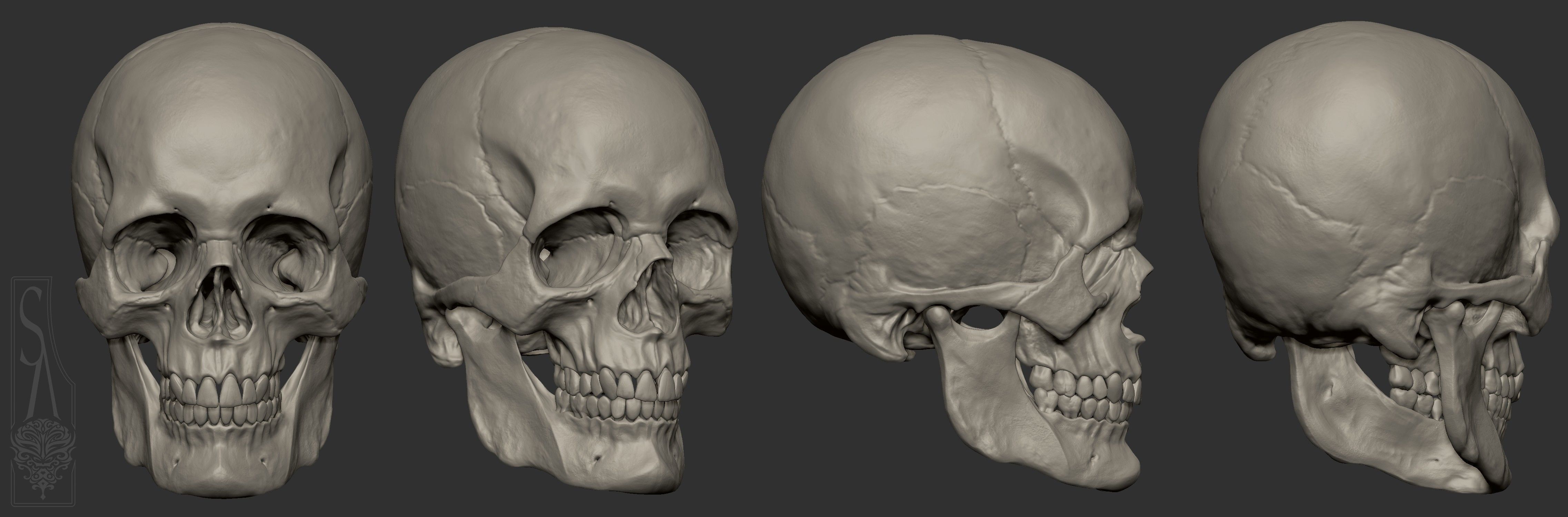 Male skull 3D print model_3