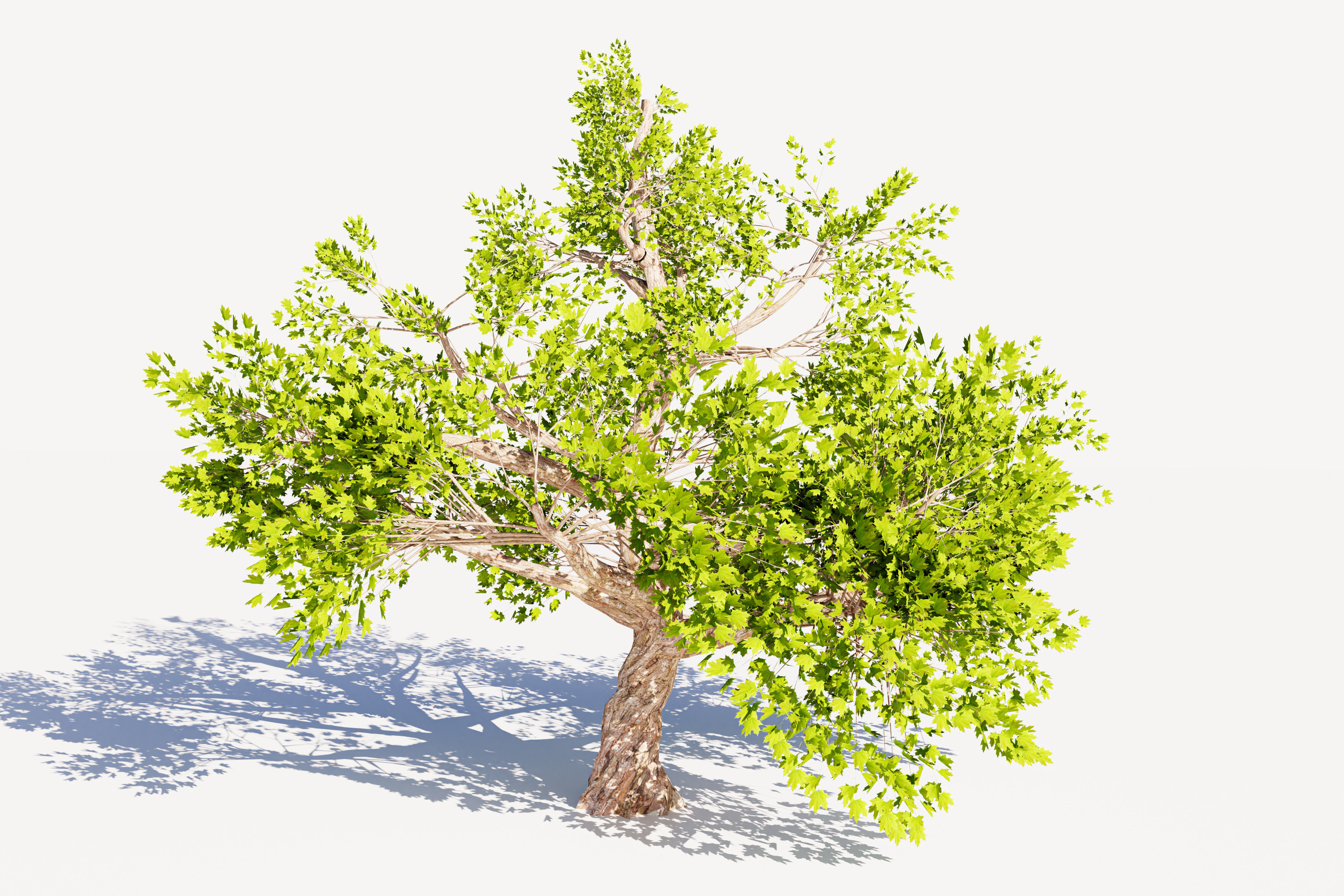 Tree 01 Low-poly 3D model_2