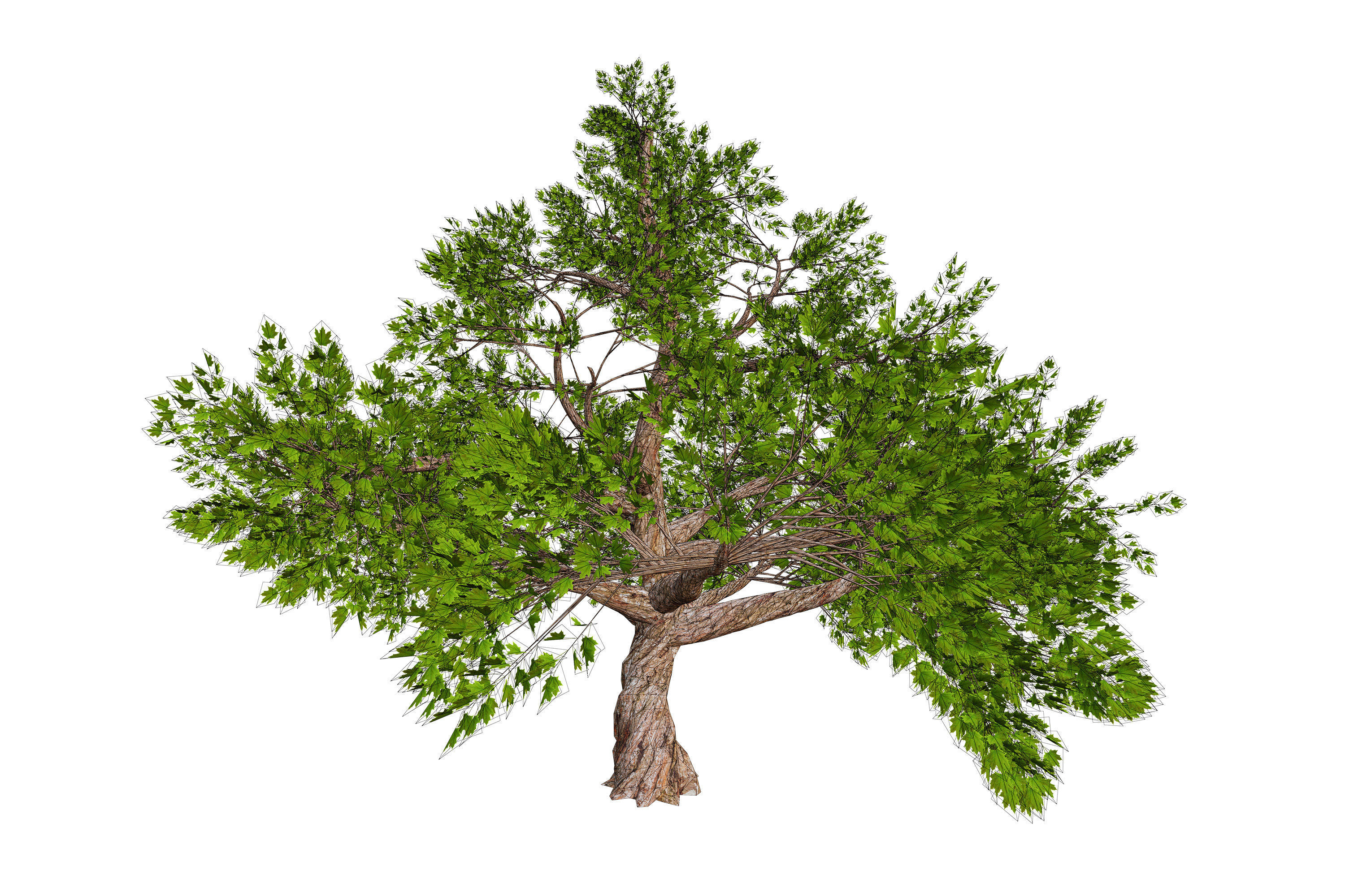 Tree 01 Low-poly 3D model_11