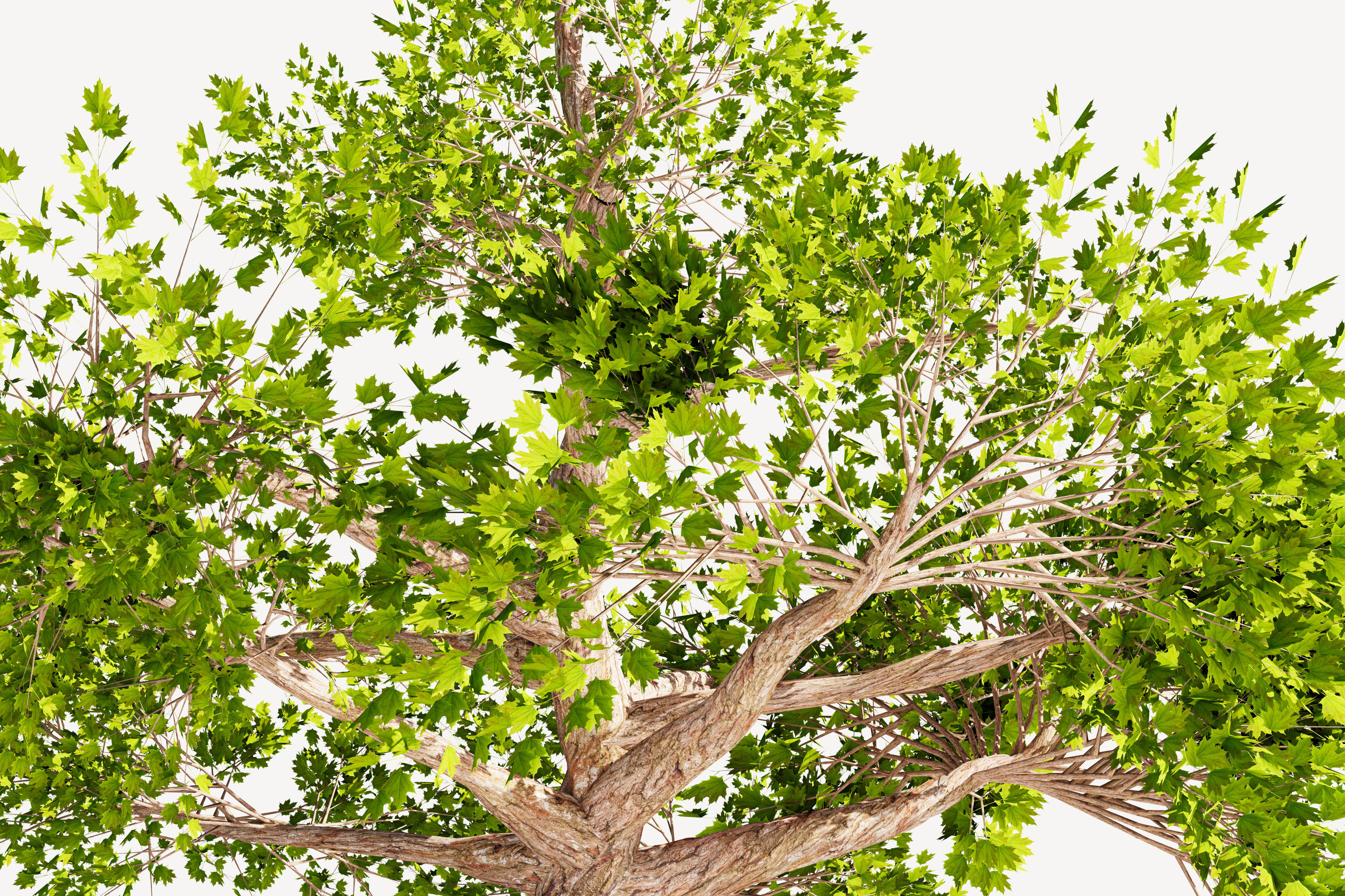Tree 01 Low-poly 3D model_3