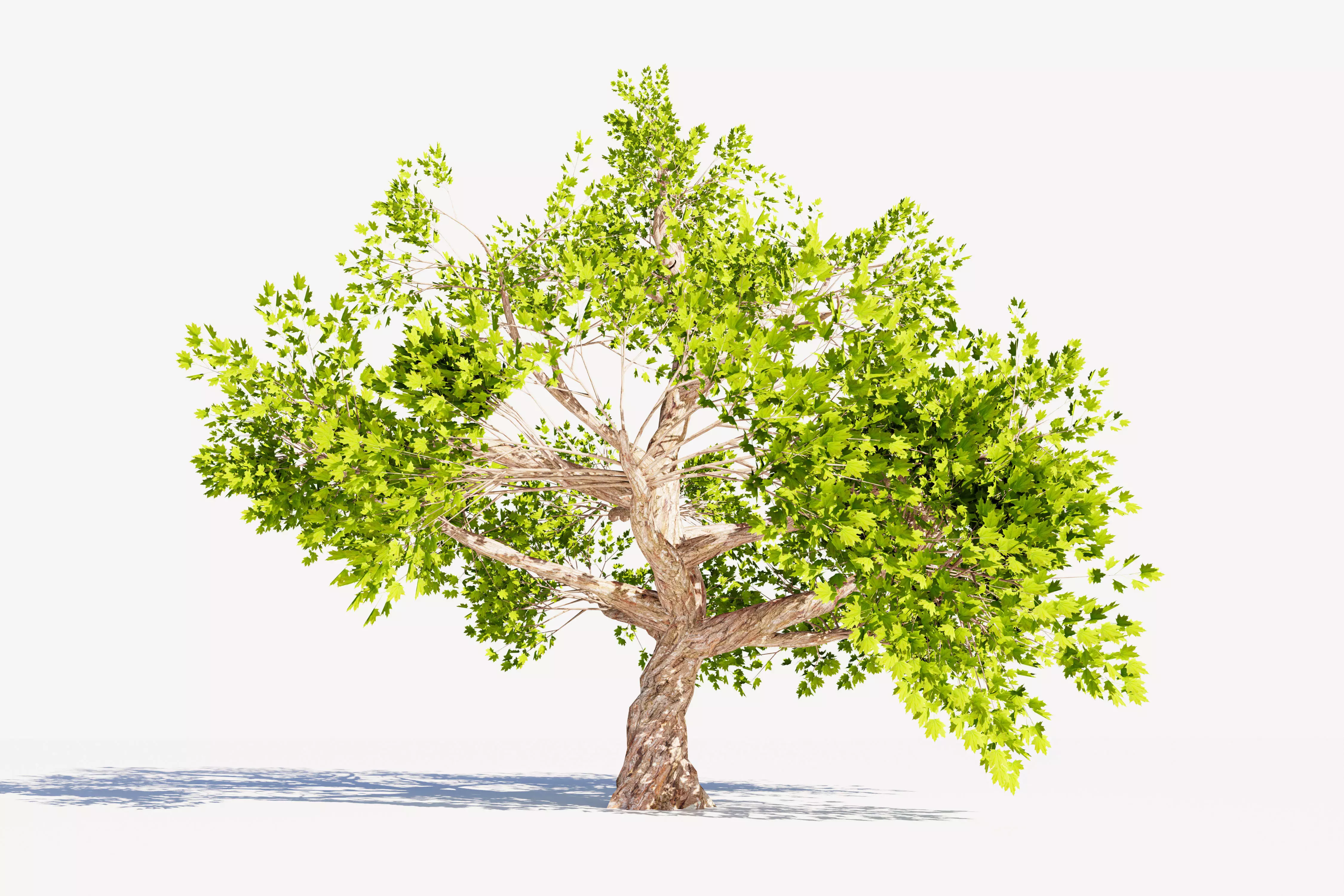 Tree 01 Low-poly 3D model_0