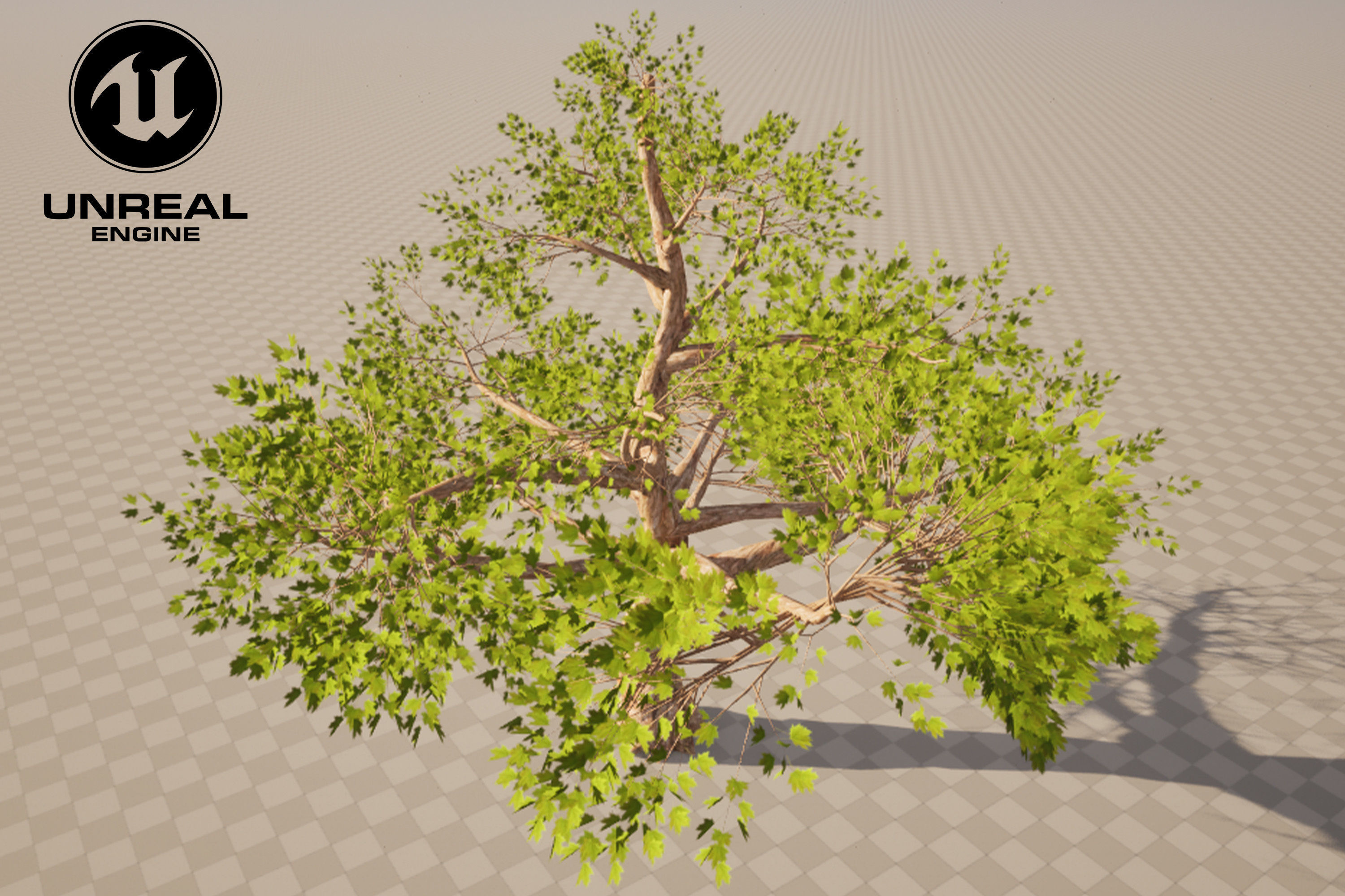 Tree 01 Low-poly 3D model_7