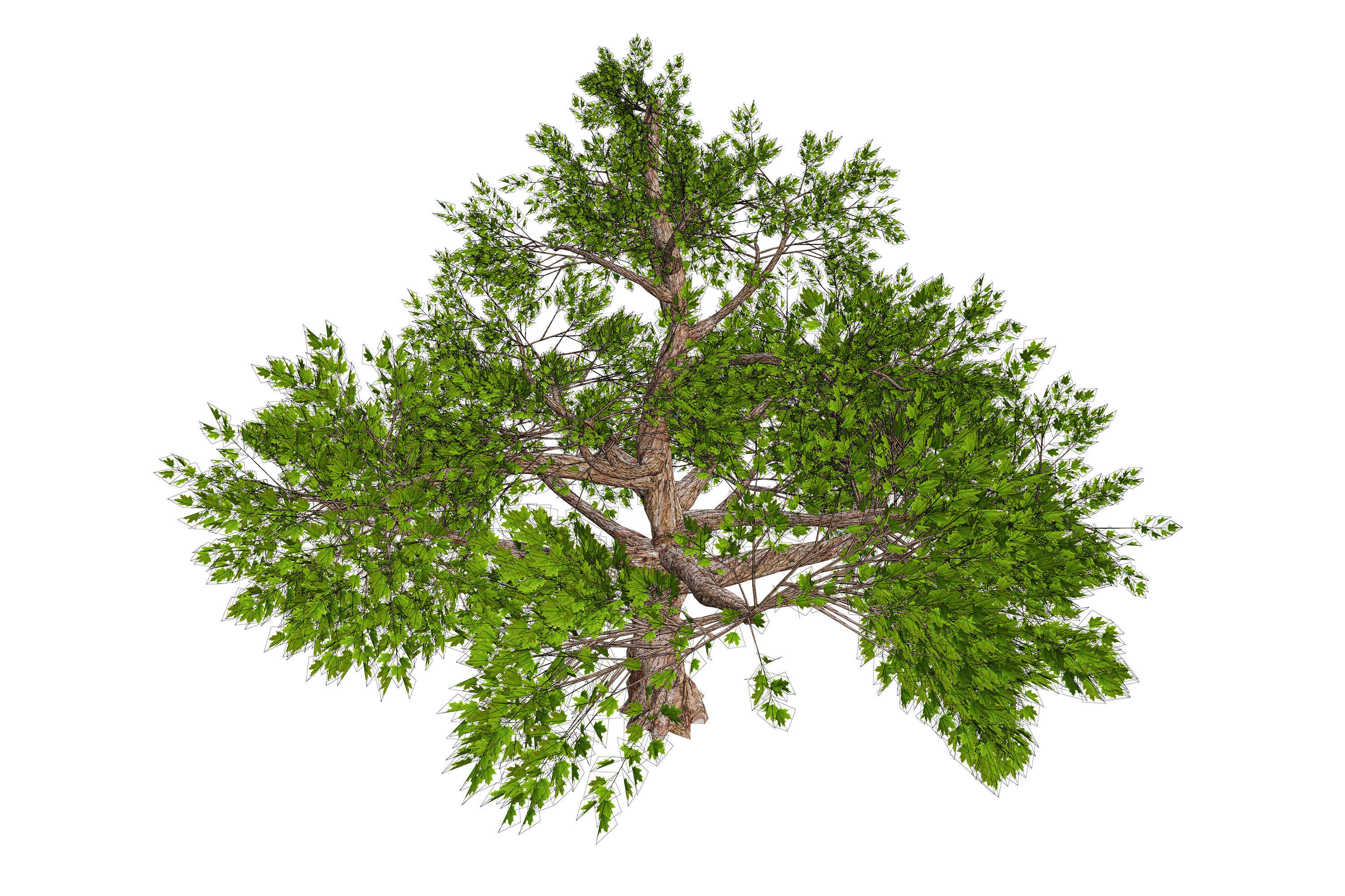 Tree 01 Low-poly 3D model_13