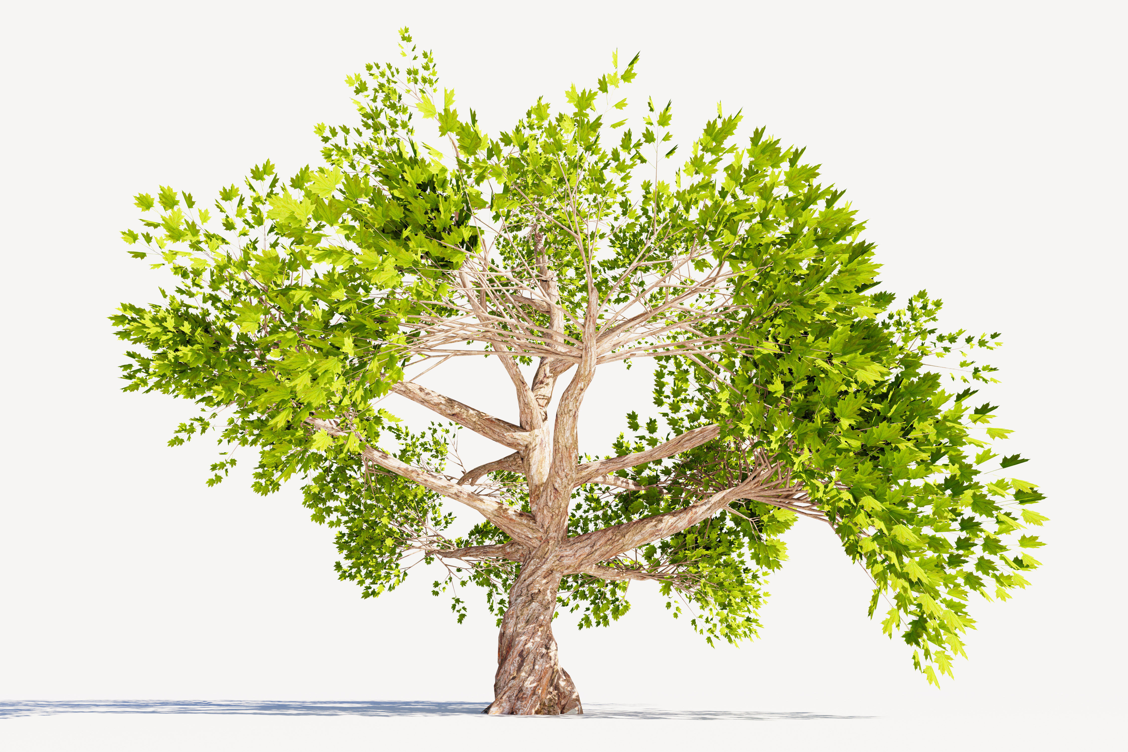 Tree 01 Low-poly 3D model_1
