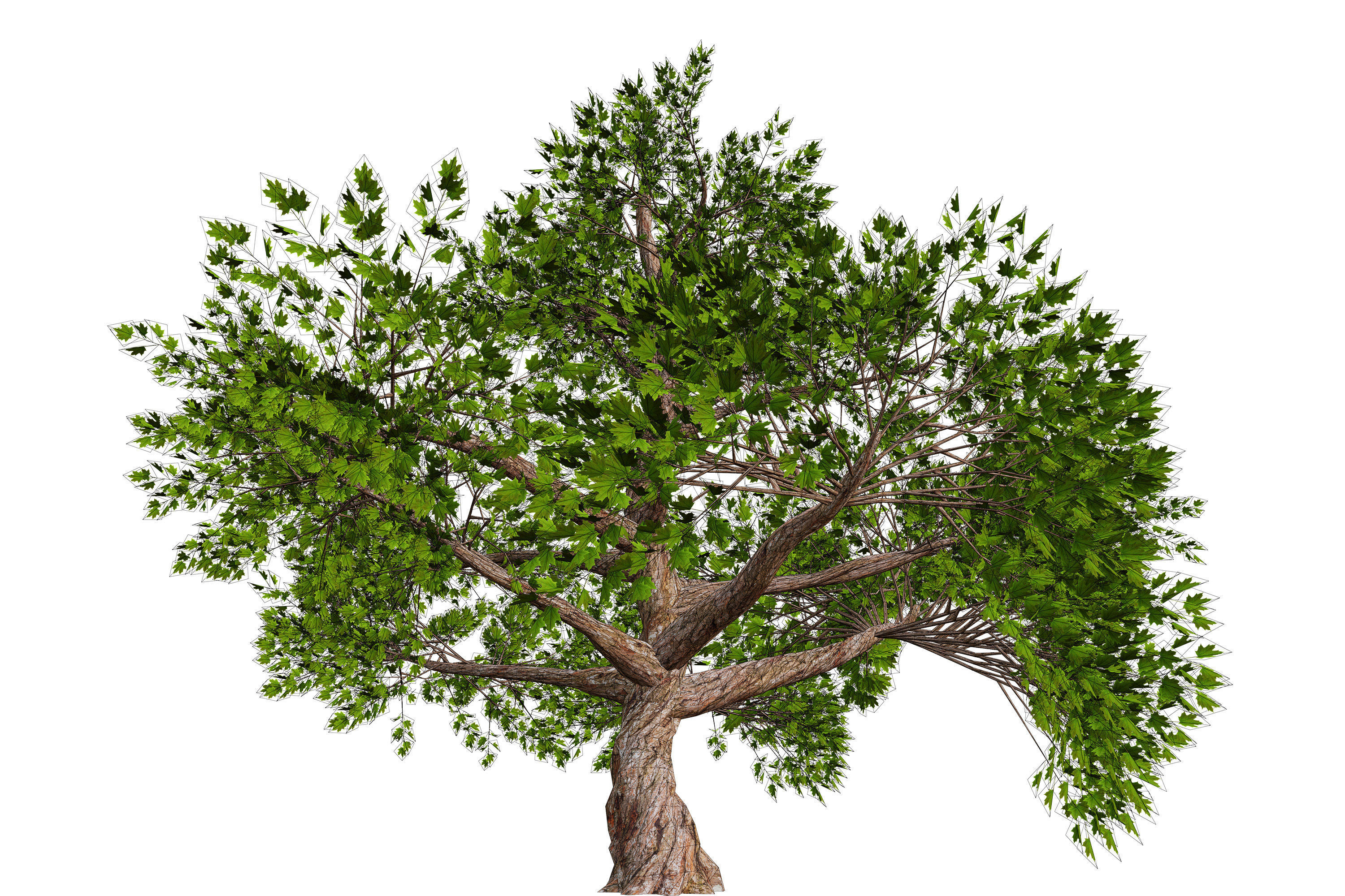 Tree 01 Low-poly 3D model_12