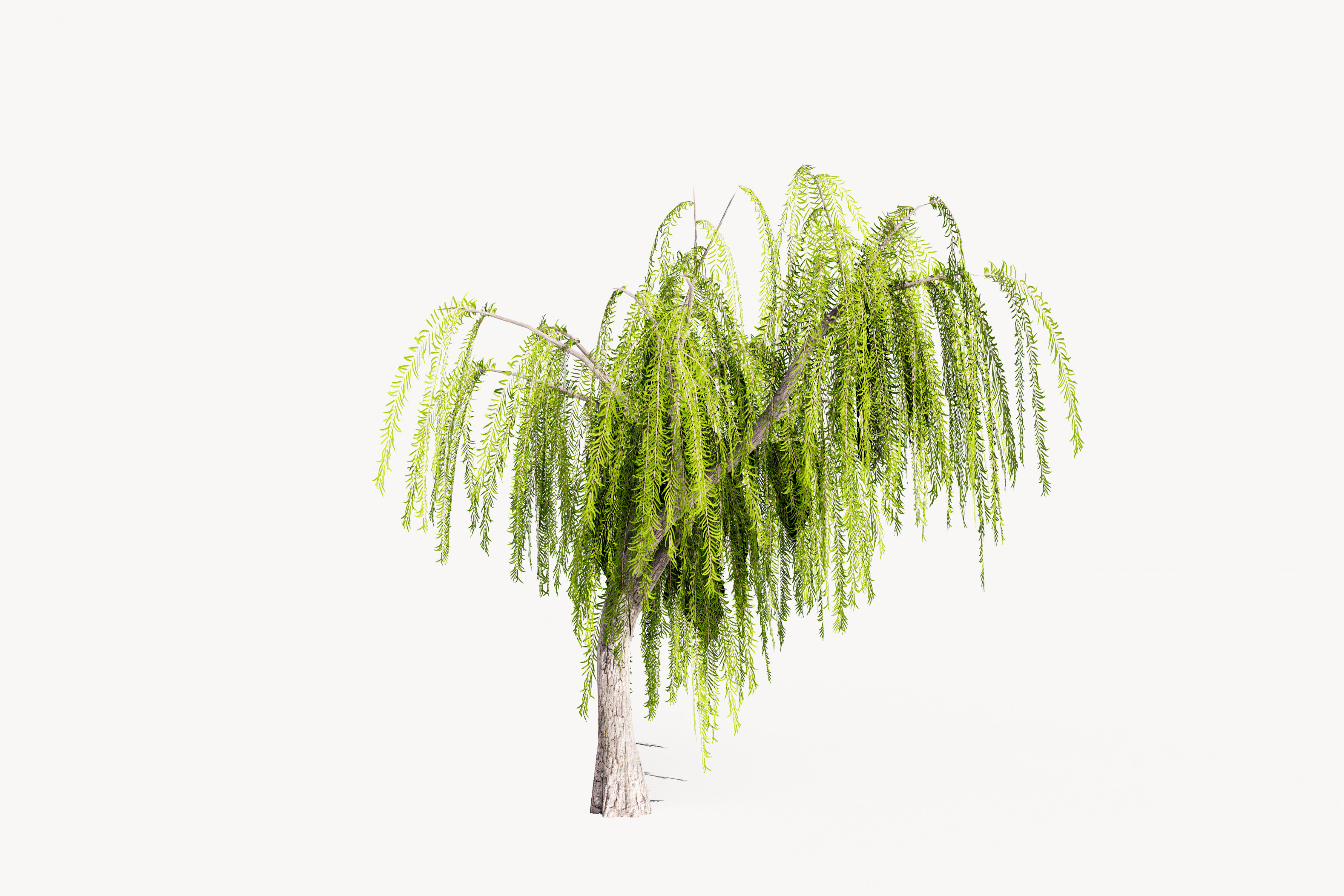 5 Willow Tree Low-poly 3D model_8