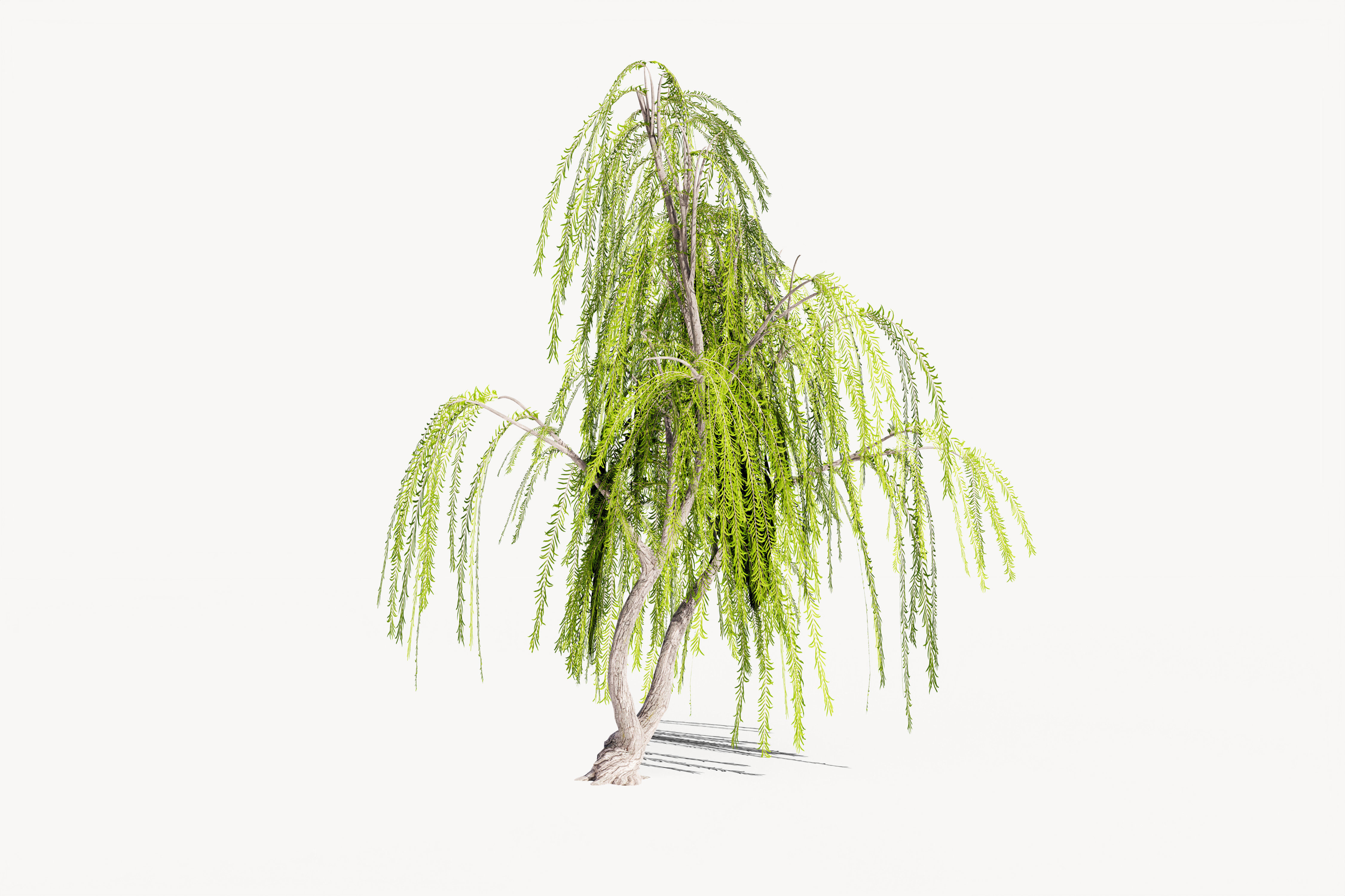 5 Willow Tree Low-poly 3D model_6