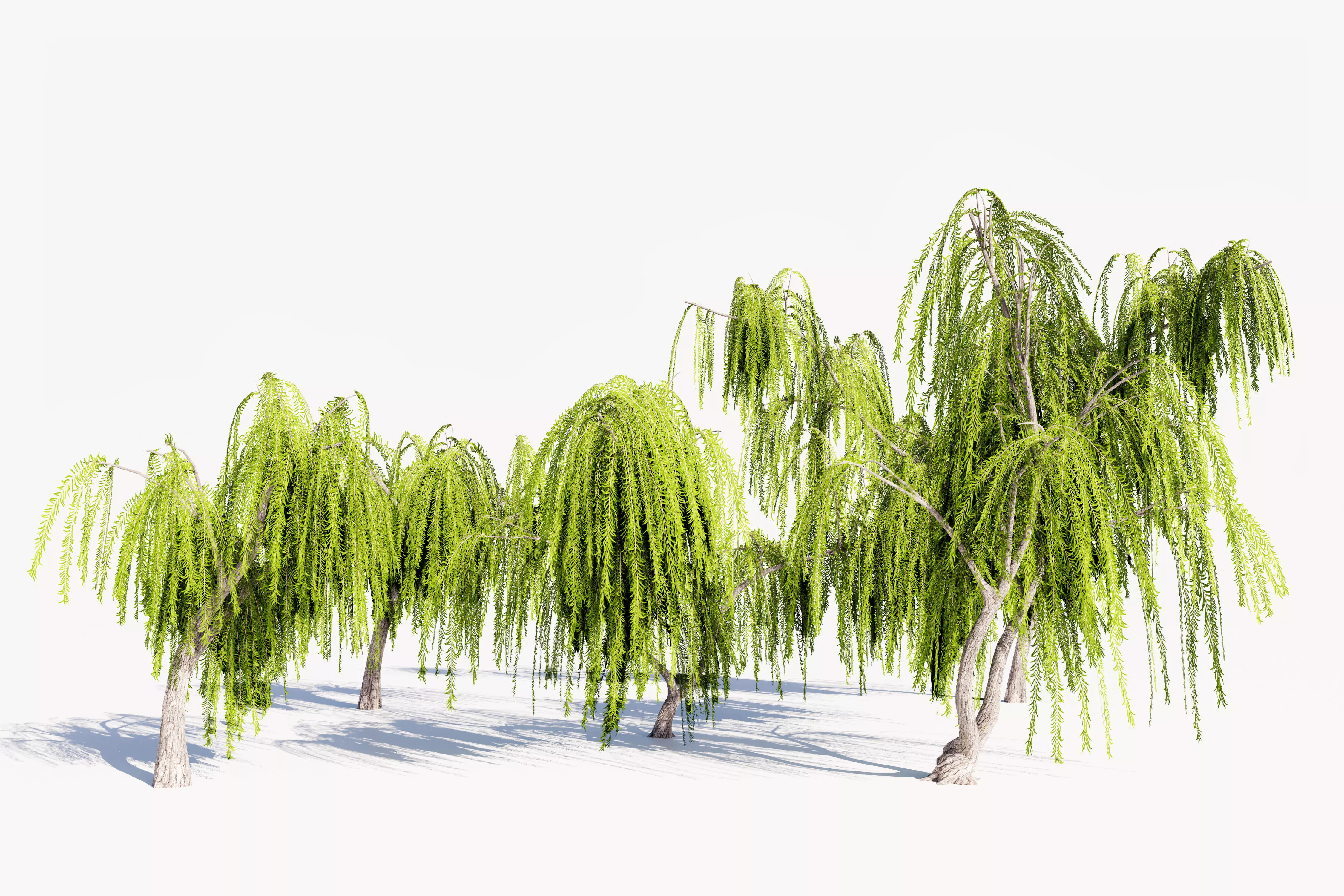 5 Willow Tree Low-poly 3D model_0