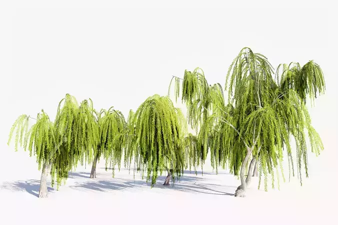 5 Willow Tree Low-poly 3D model