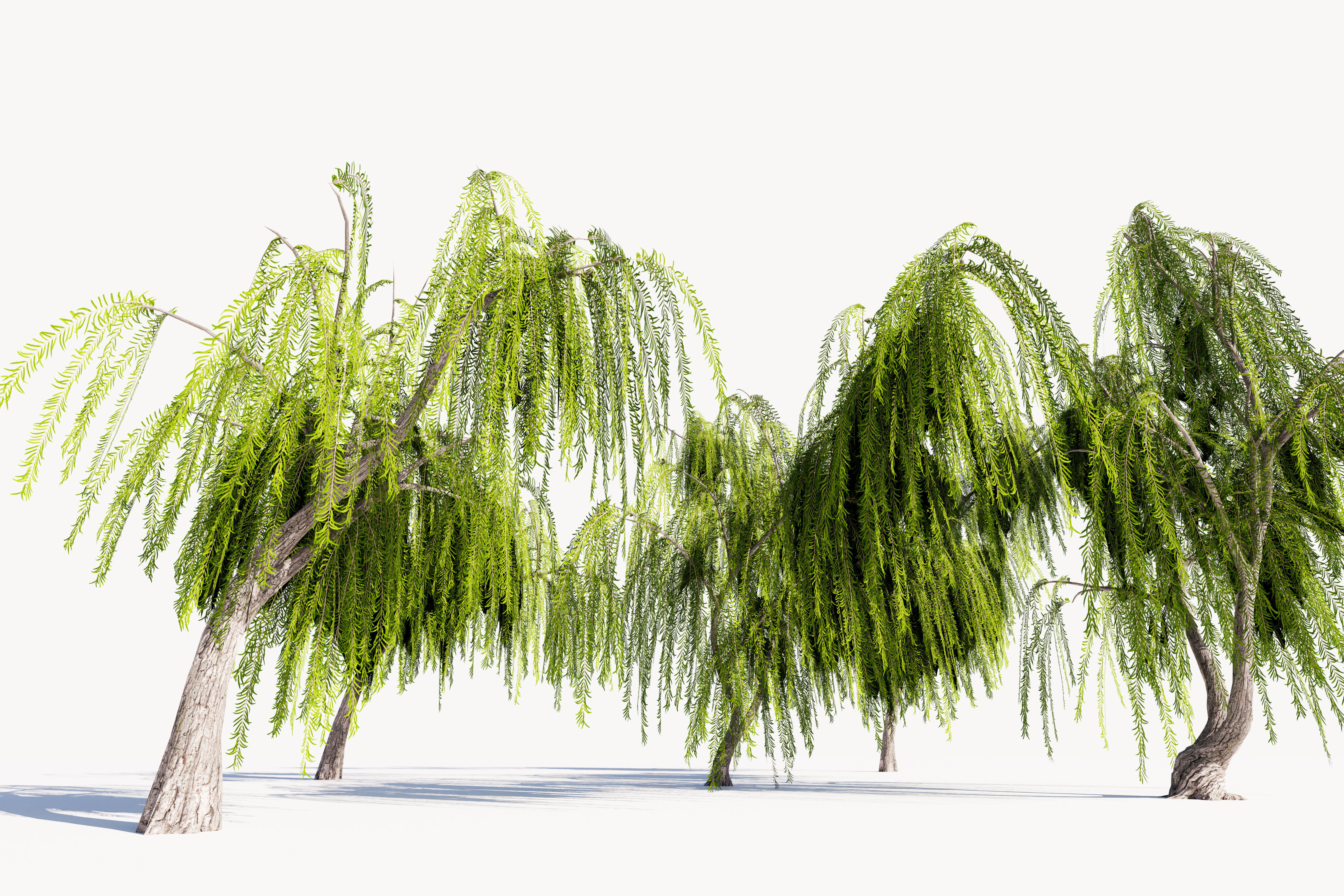 5 Willow Tree Low-poly 3D model_1